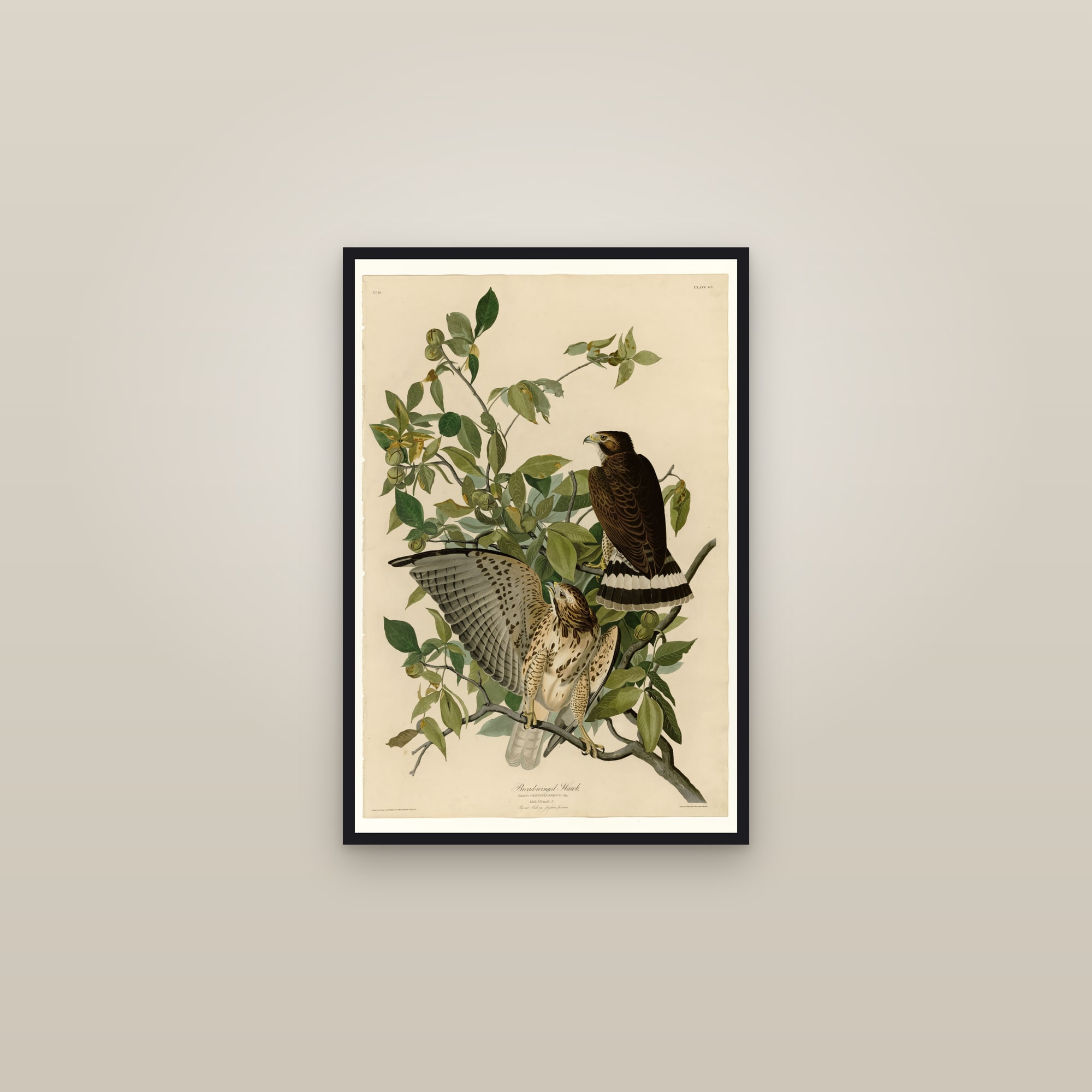 Broad-winged Hawk — framed in a gallery setting