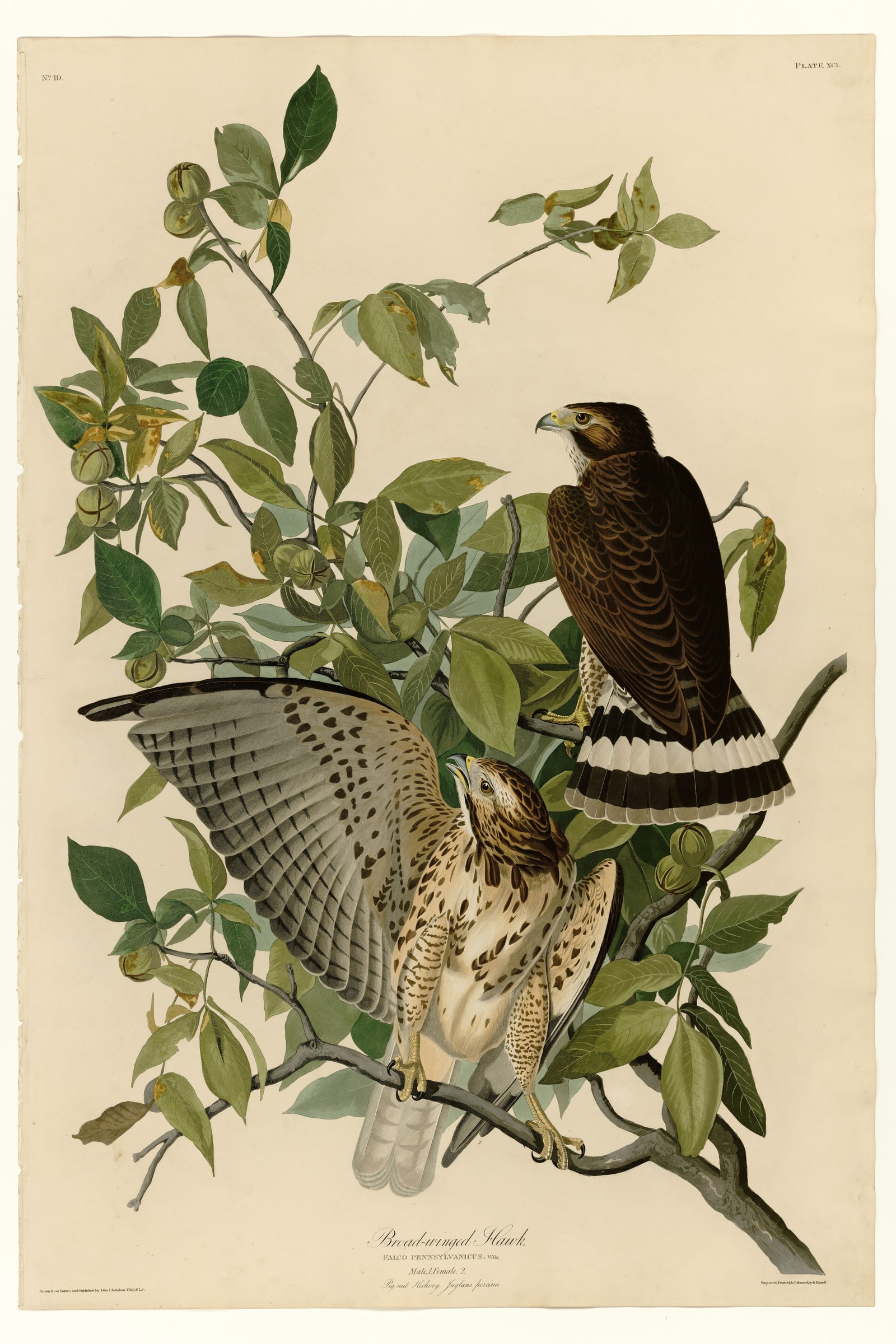 Broad-winged Hawk