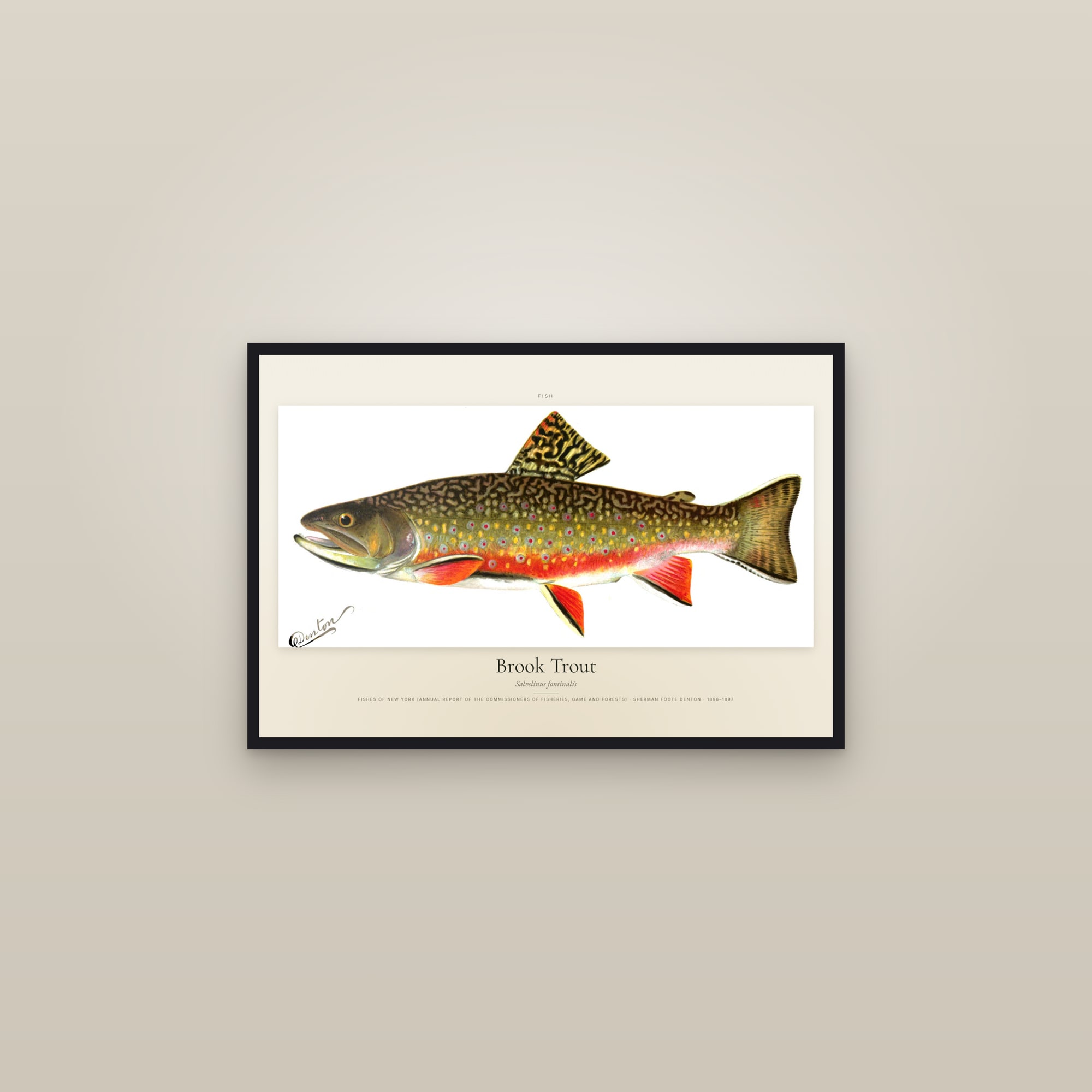 Brook Trout — framed in a gallery setting