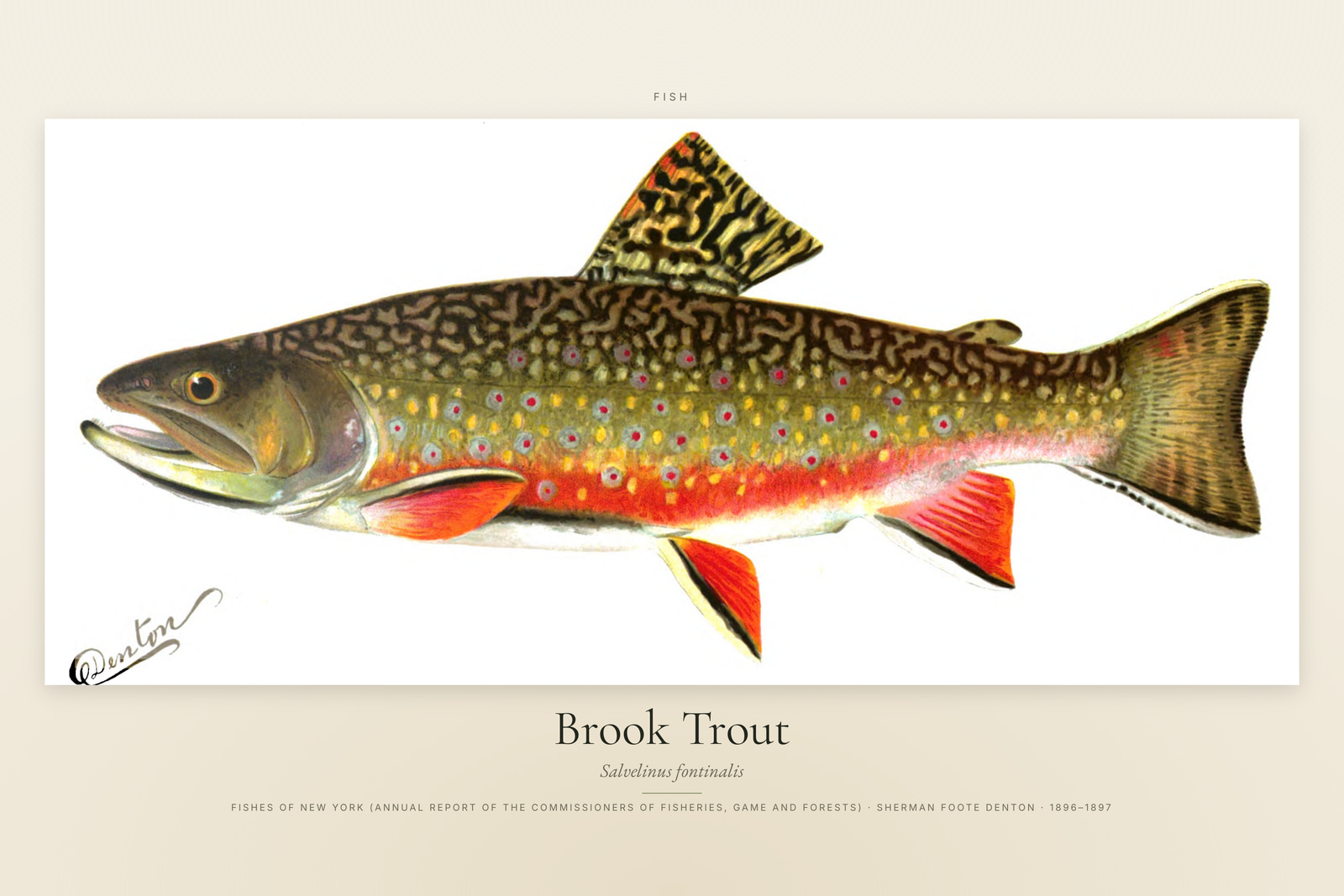 Brook Trout