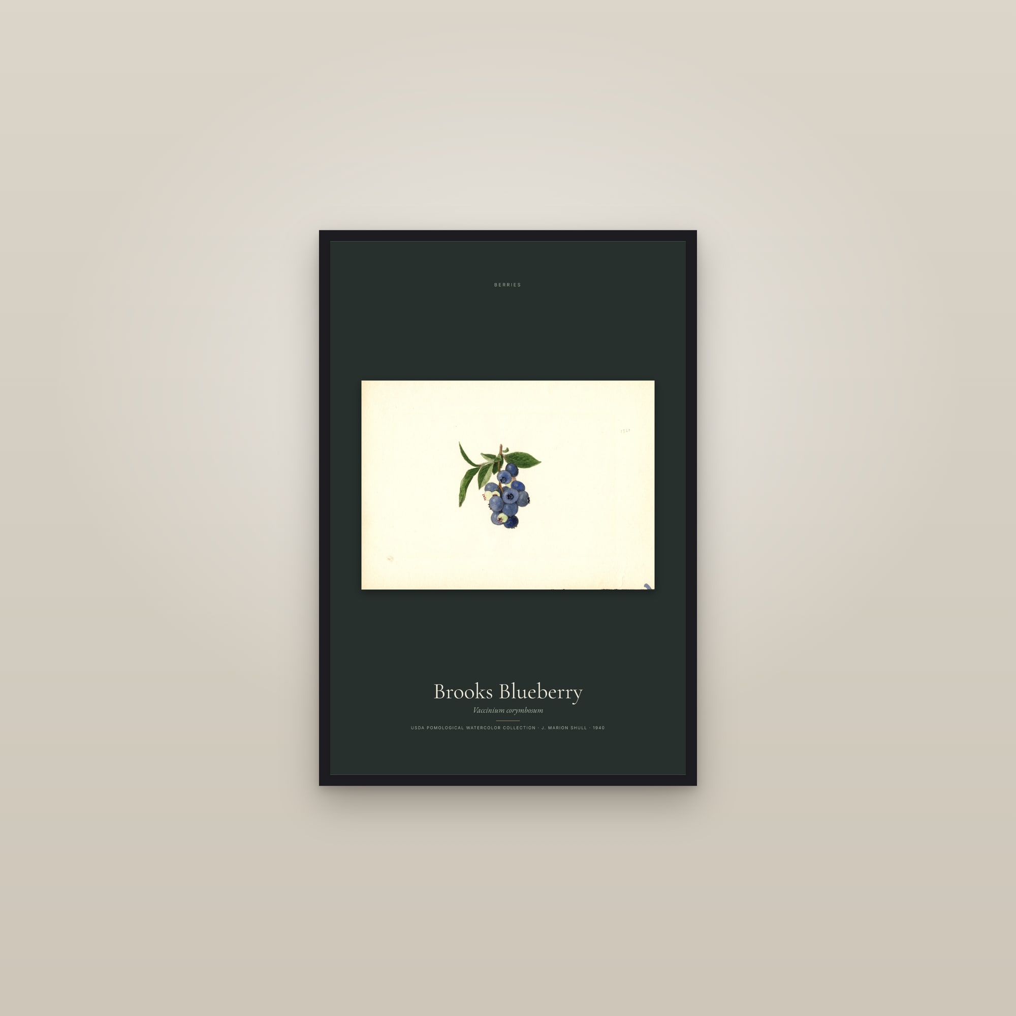 Brooks Blueberry — framed in a gallery setting