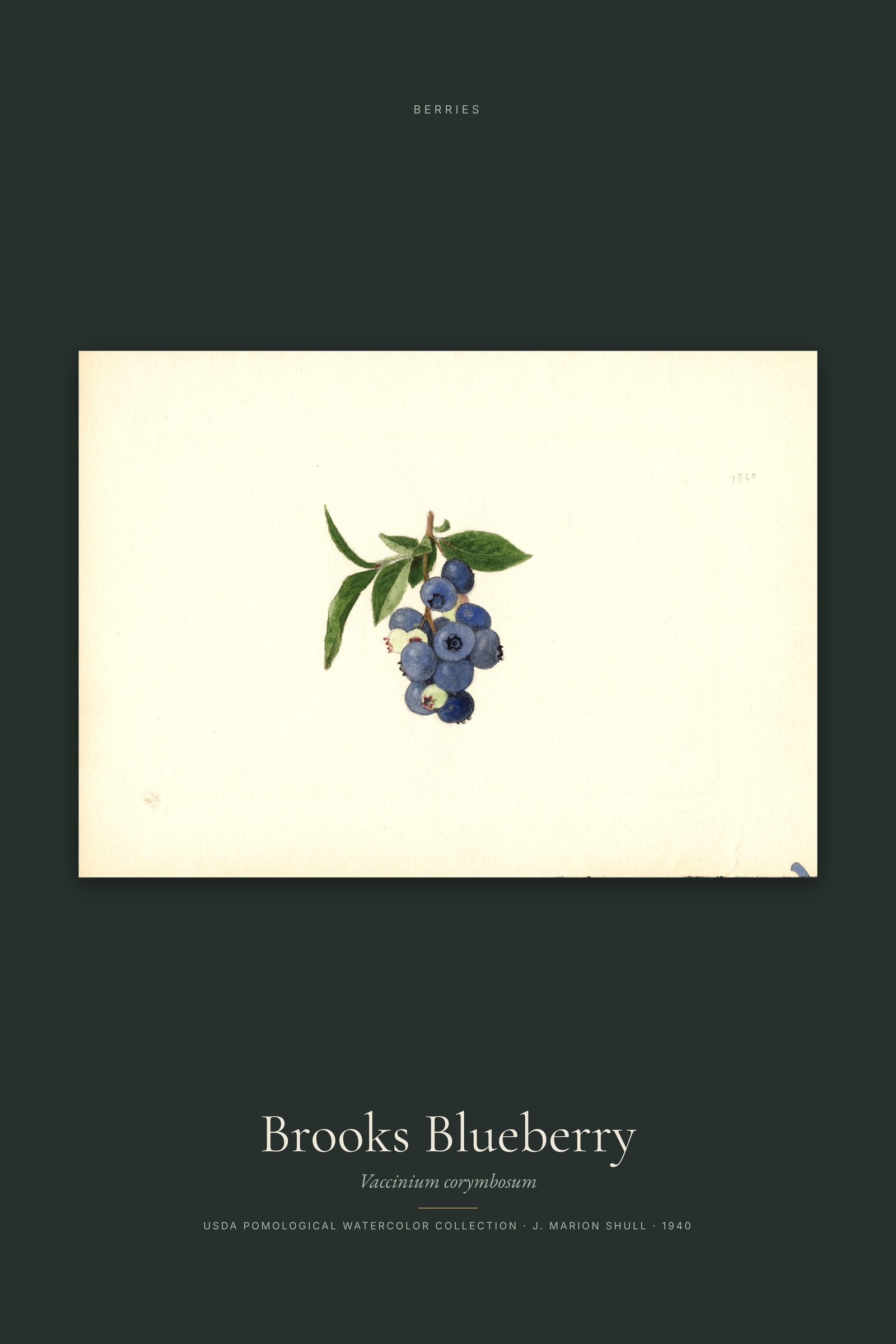 Brooks Blueberry