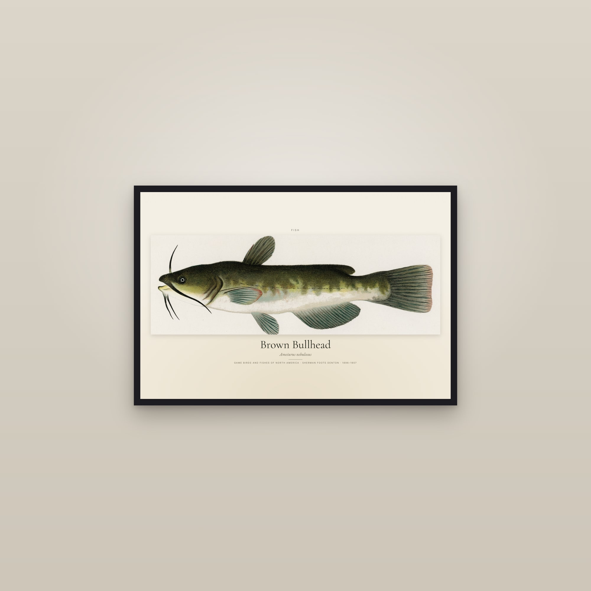 Brown Bullhead — framed in a gallery setting