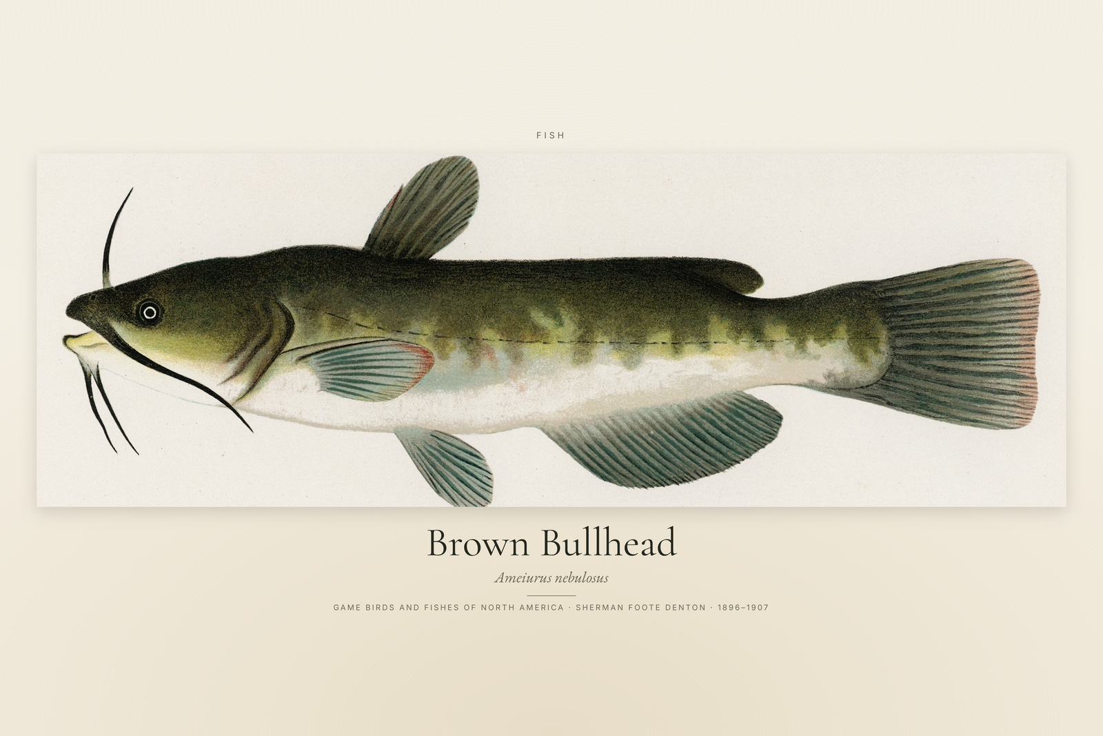 Brown Bullhead