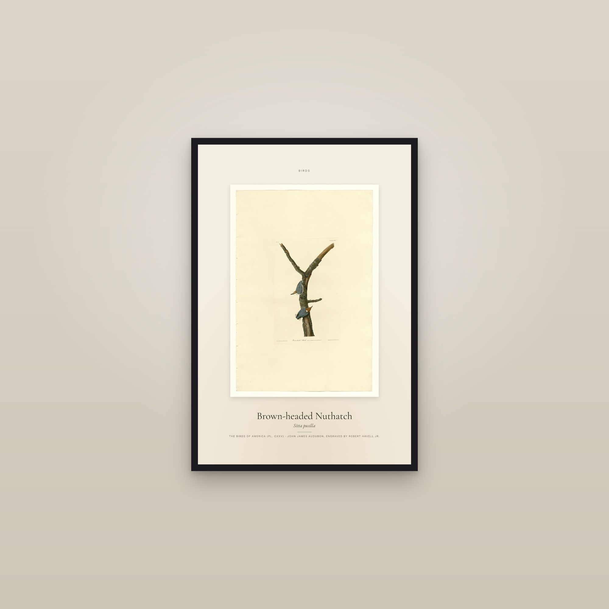 Brown-headed Nuthatch — Specimen — framed in a gallery setting