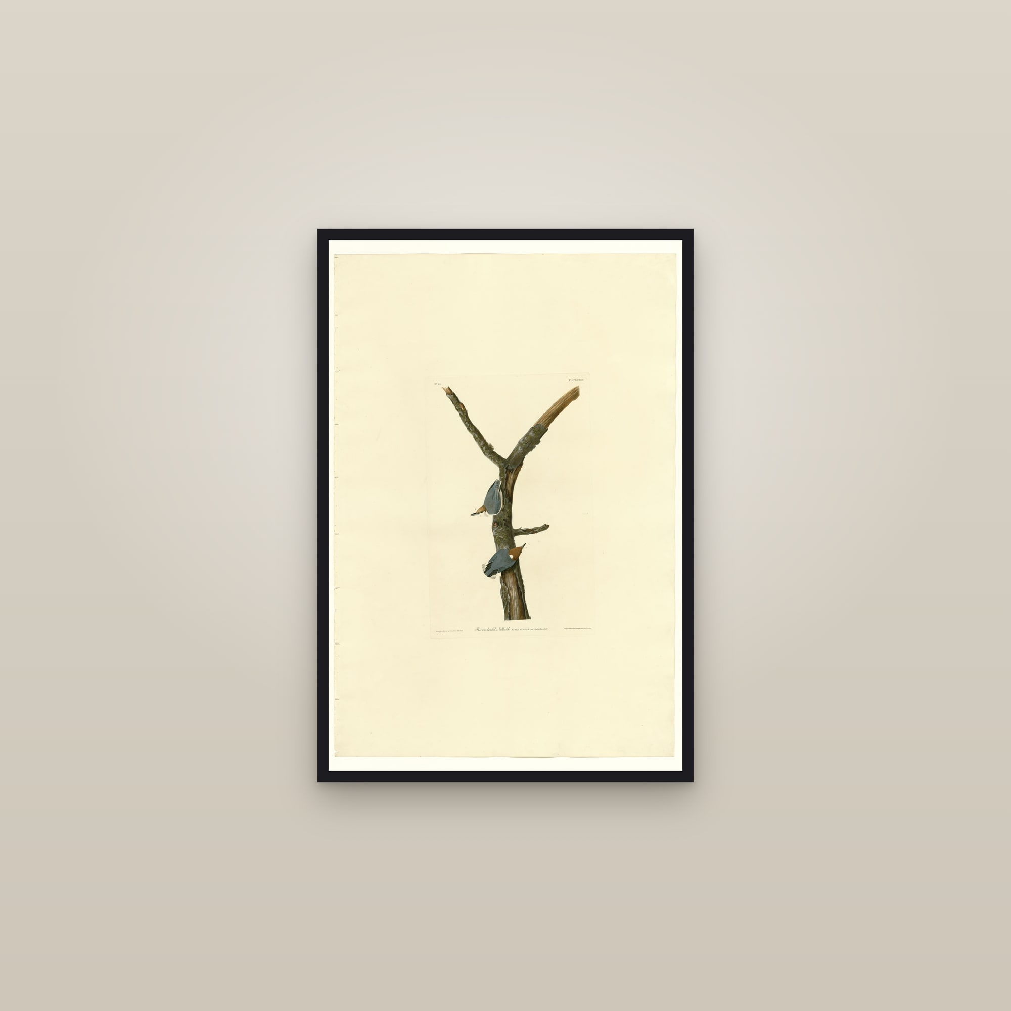 Brown-headed Nuthatch — framed in a gallery setting