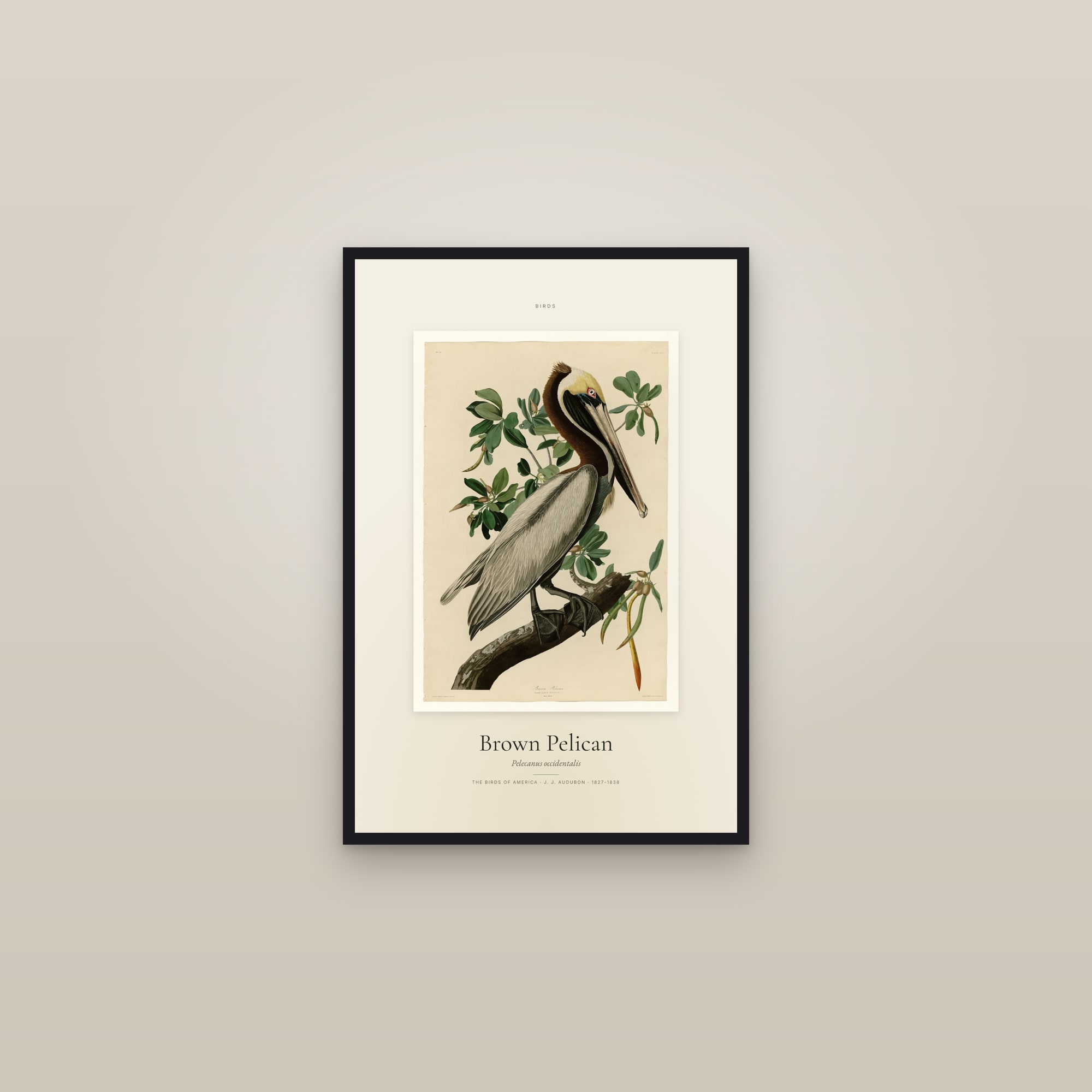 Brown Pelican — Specimen — framed in a gallery setting