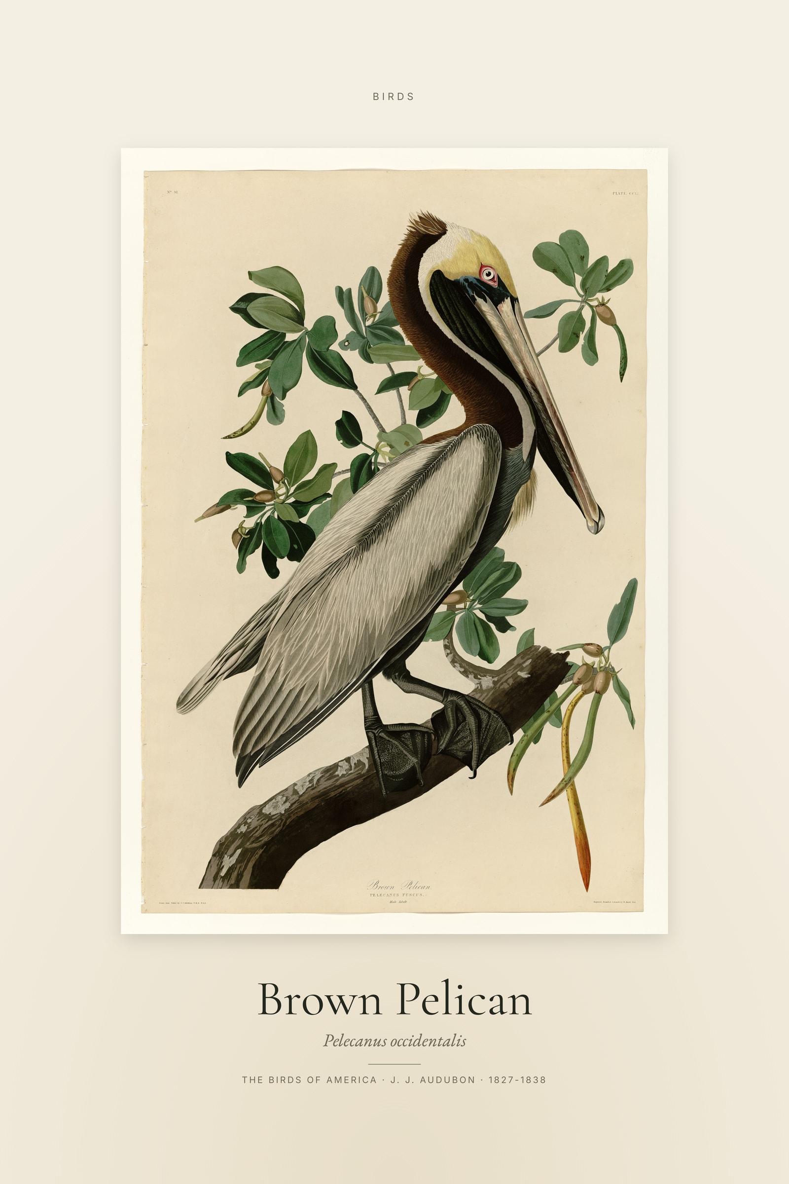 Brown Pelican — Specimen