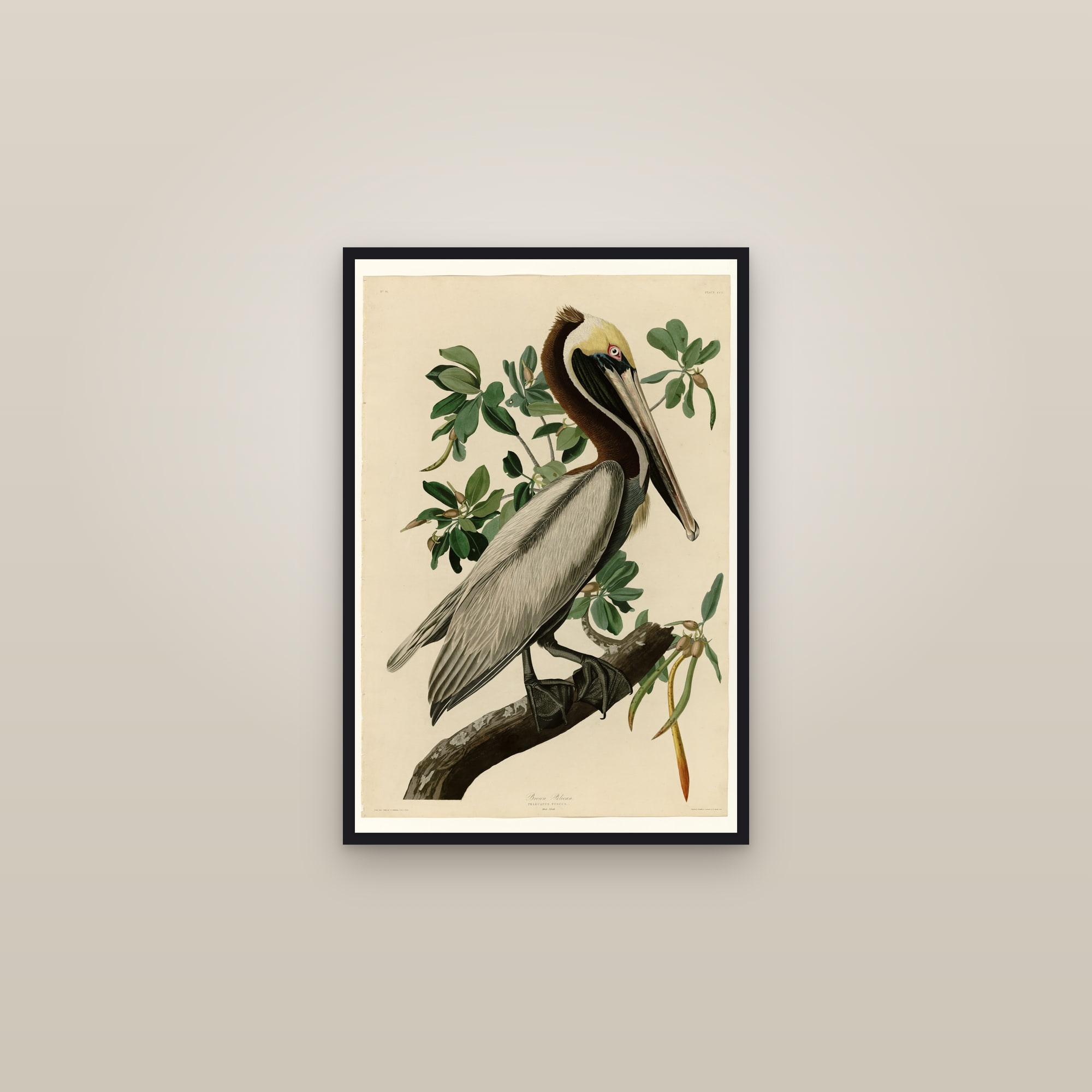 Brown Pelican — framed in a gallery setting