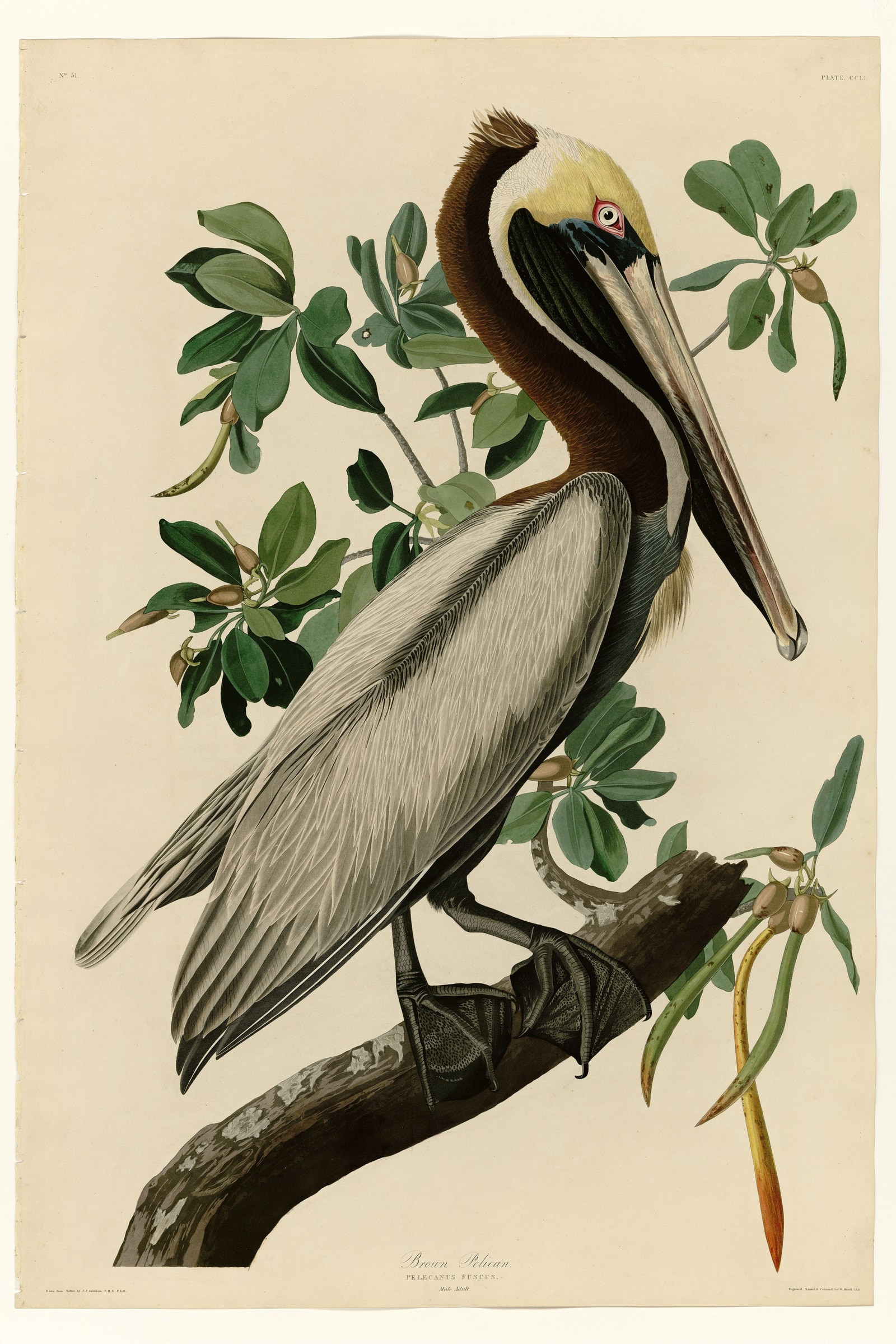 Brown Pelican