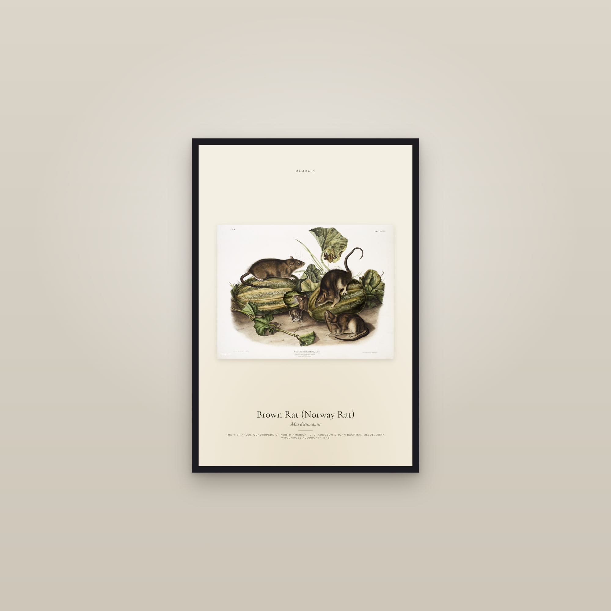 Brown Rat (Norway Rat) — framed in a gallery setting