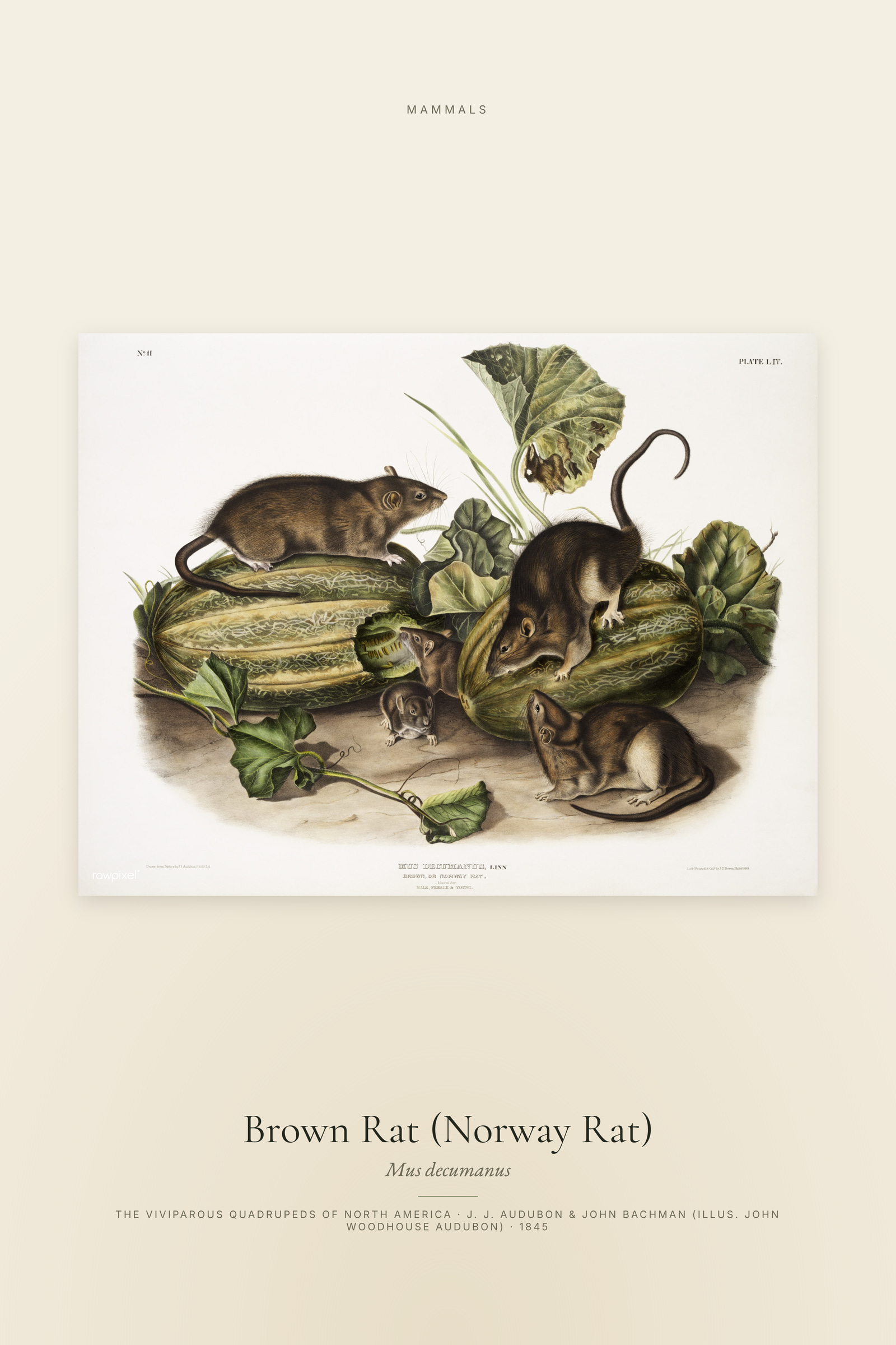 Brown Rat (Norway Rat)