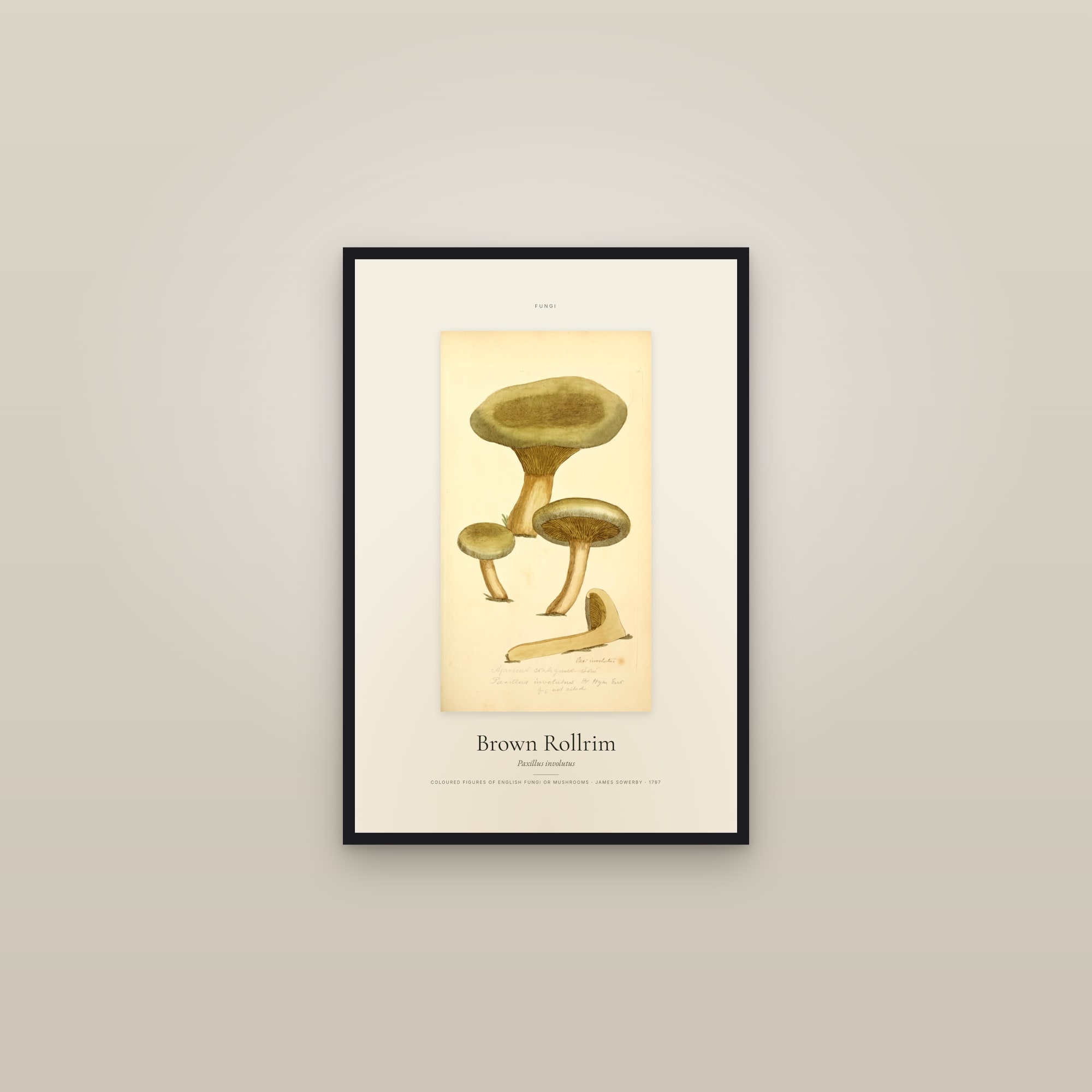 Brown Rollrim — Specimen — framed in a gallery setting