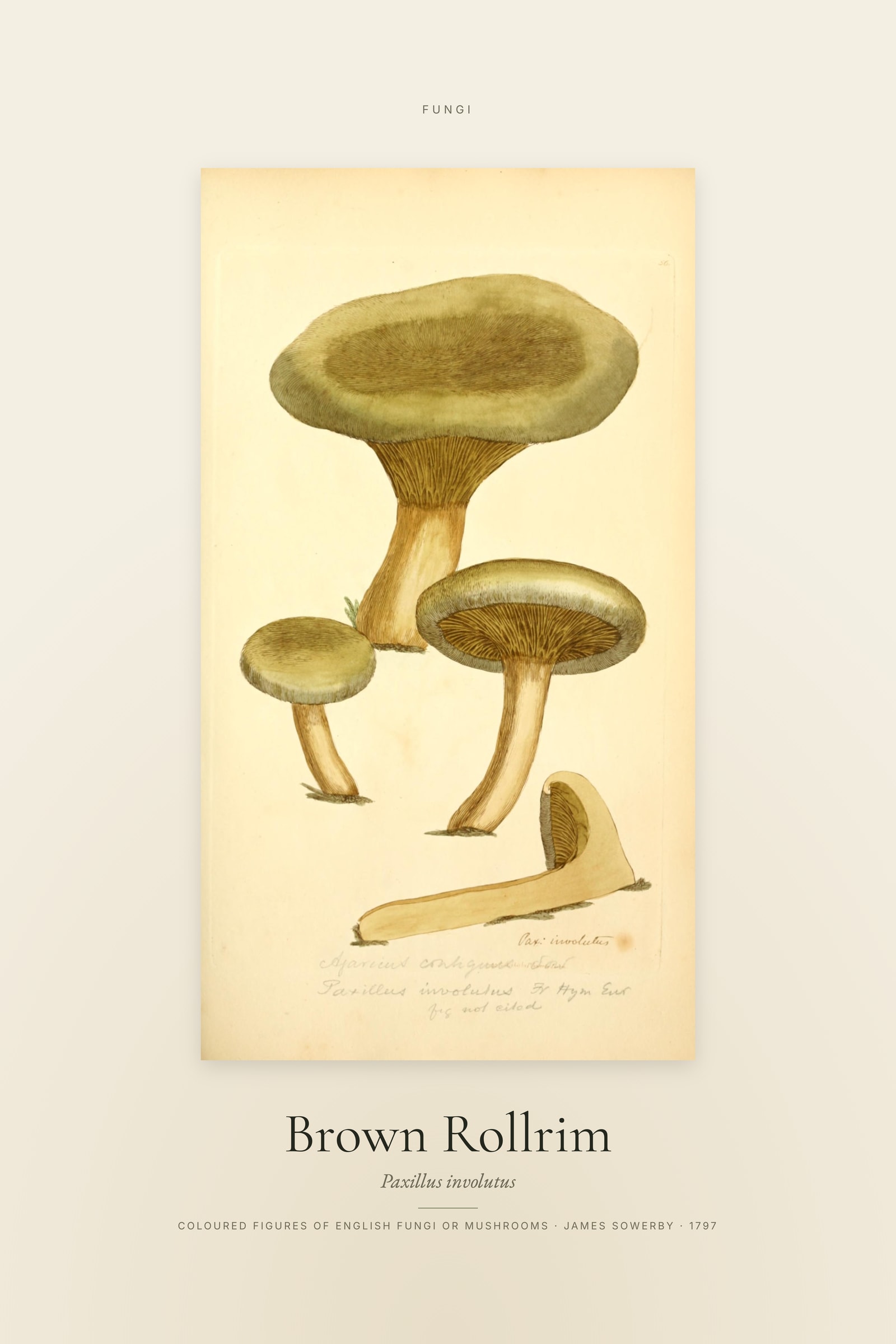 Brown Rollrim — Specimen