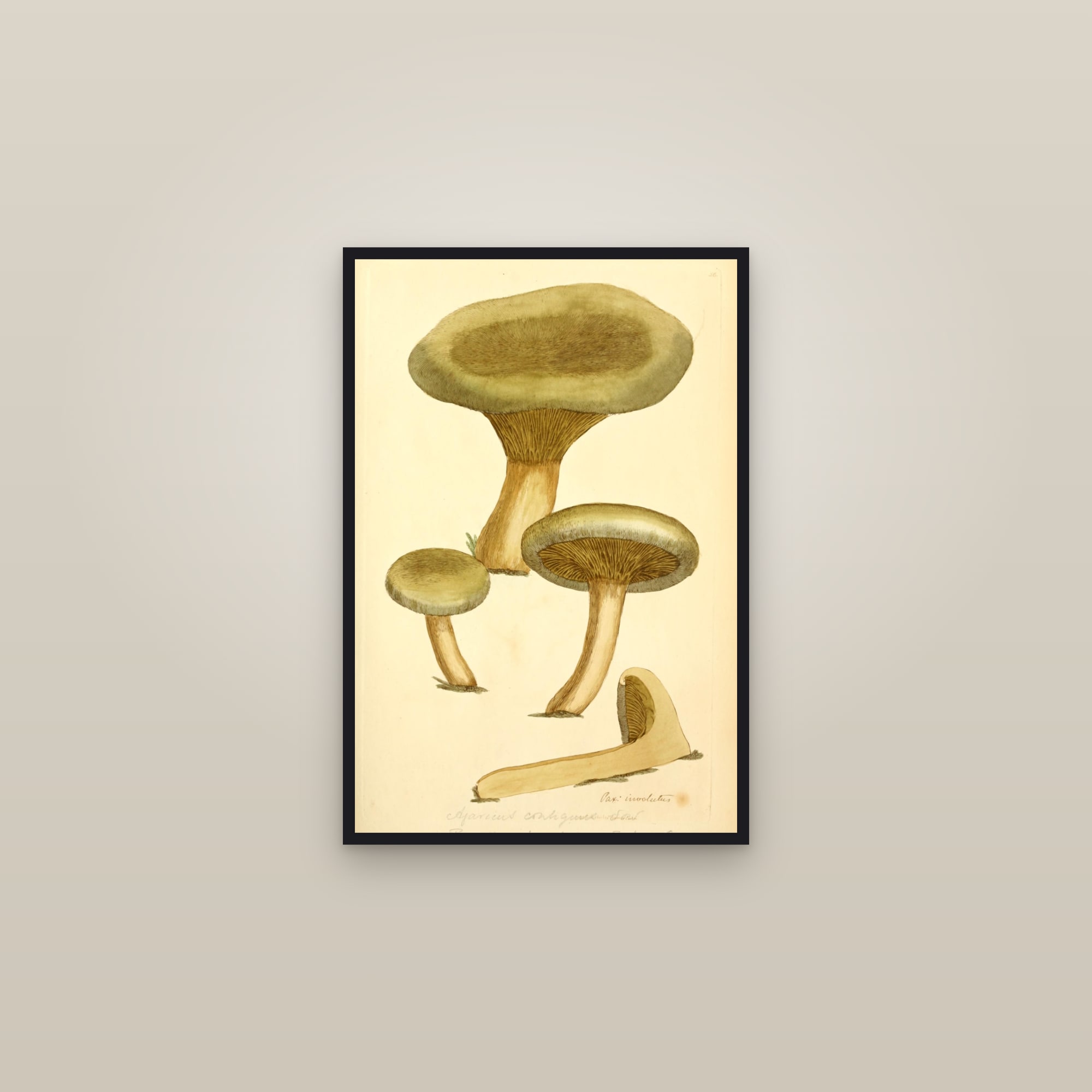 Brown Rollrim — framed in a gallery setting