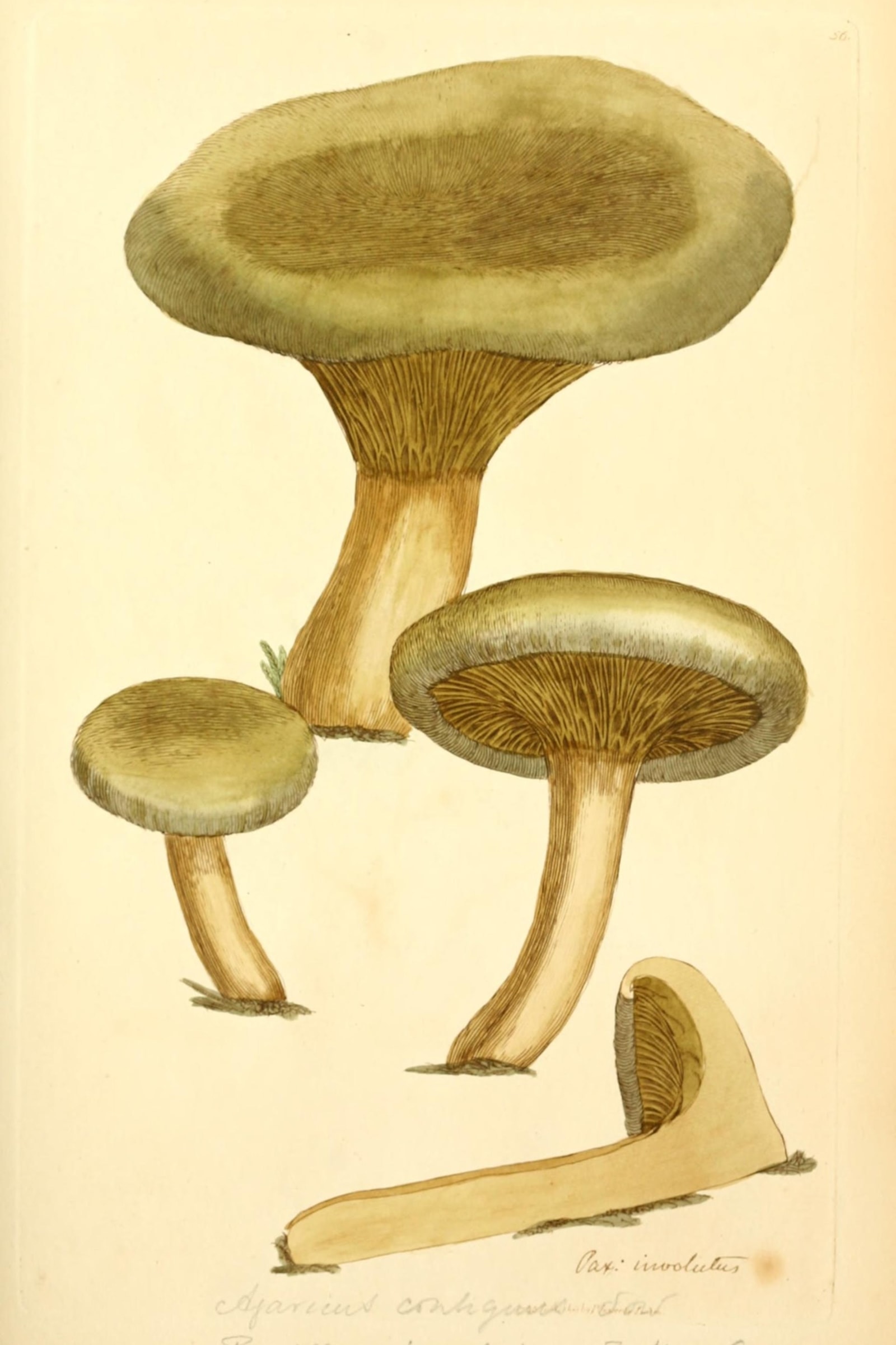 Brown Rollrim