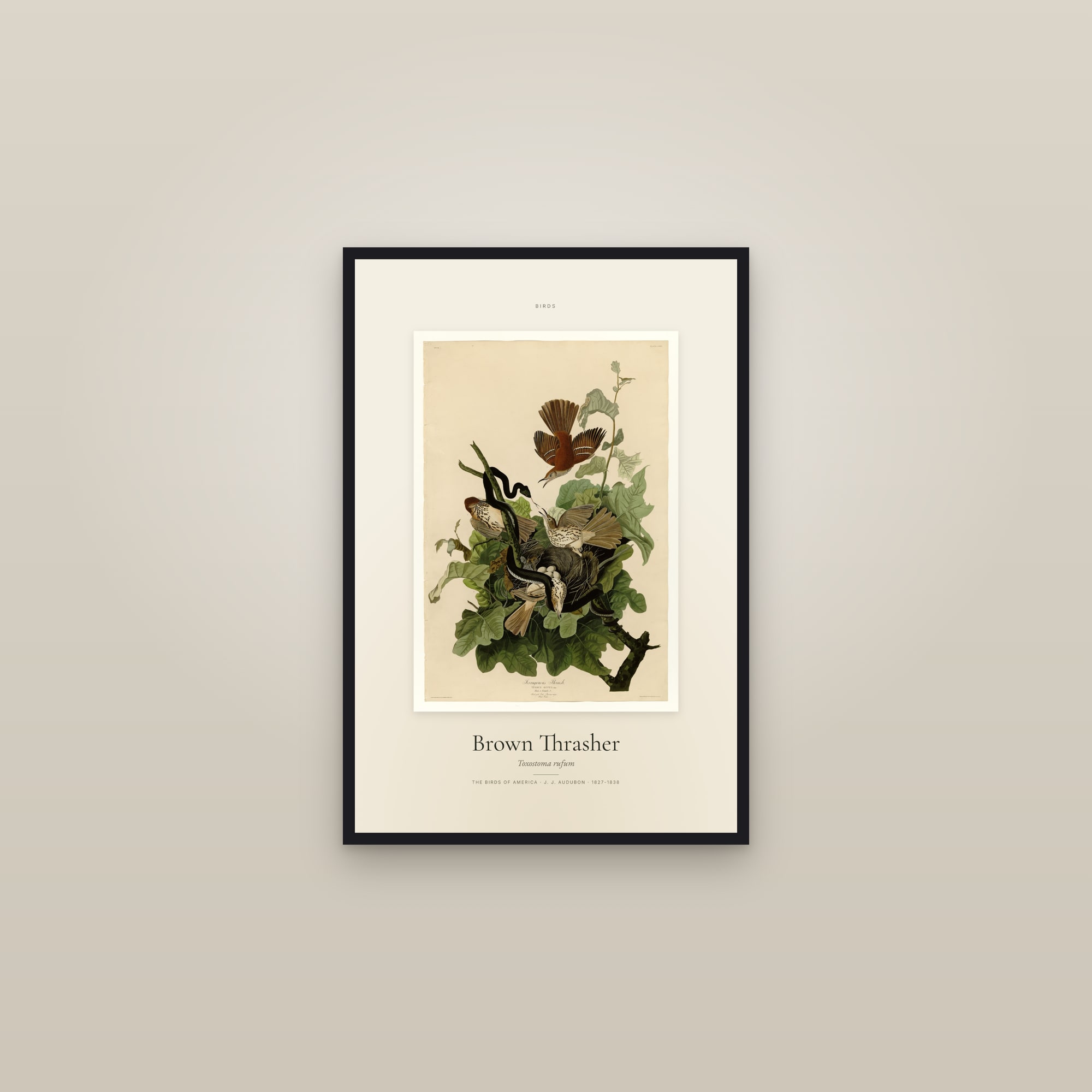 Brown Thrasher — Specimen — framed in a gallery setting