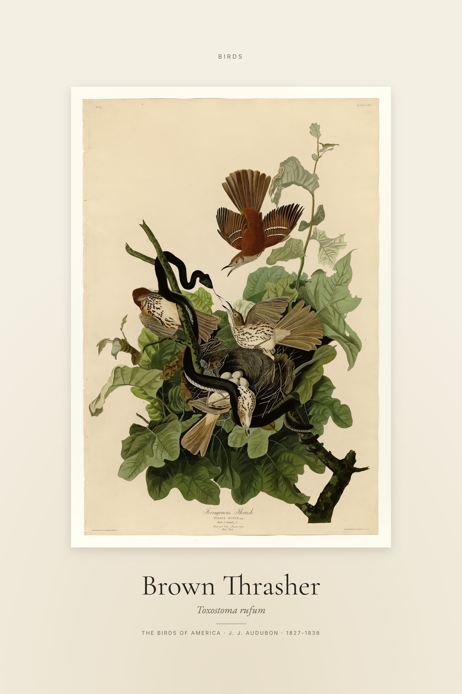 Brown Thrasher — Specimen