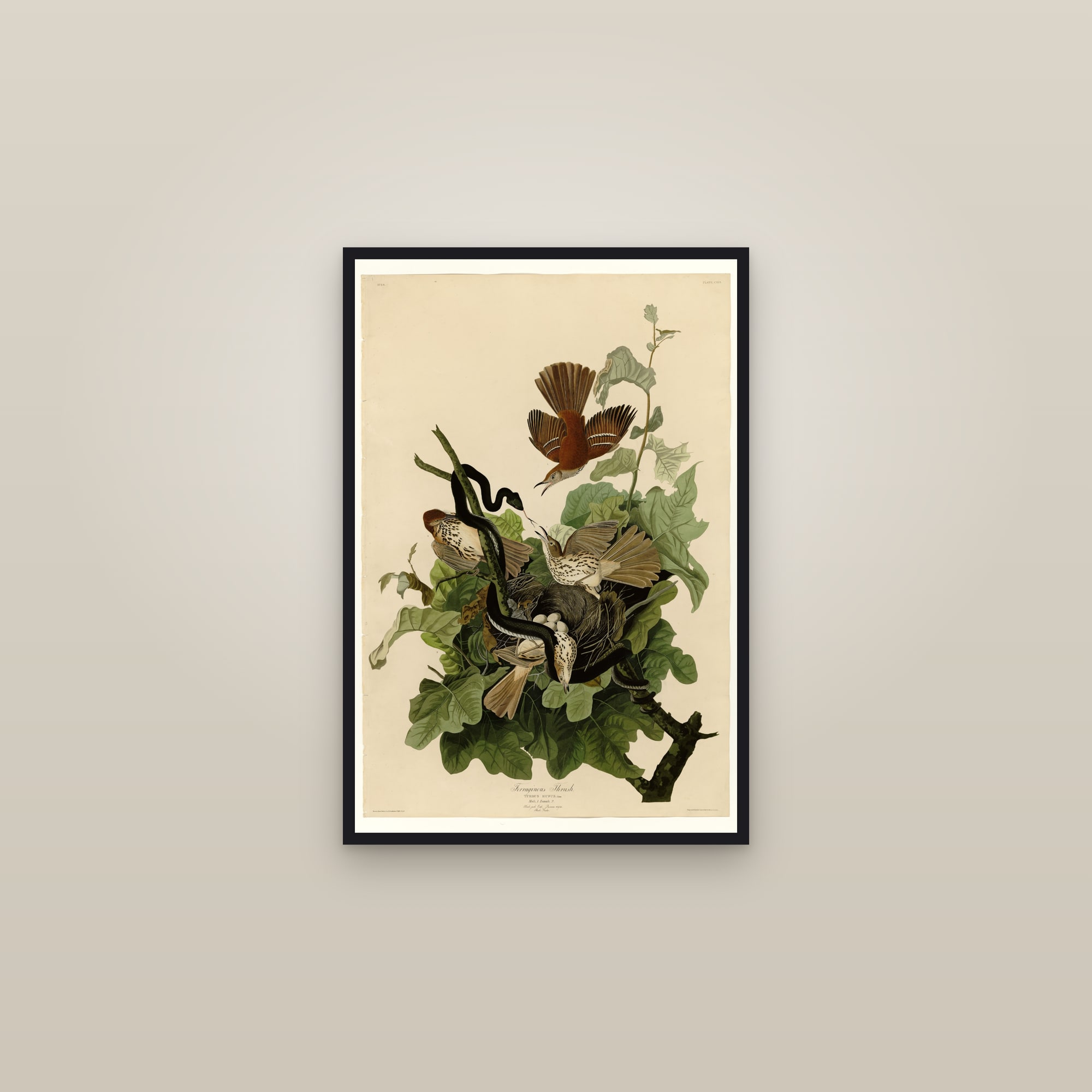 Brown Thrasher — framed in a gallery setting