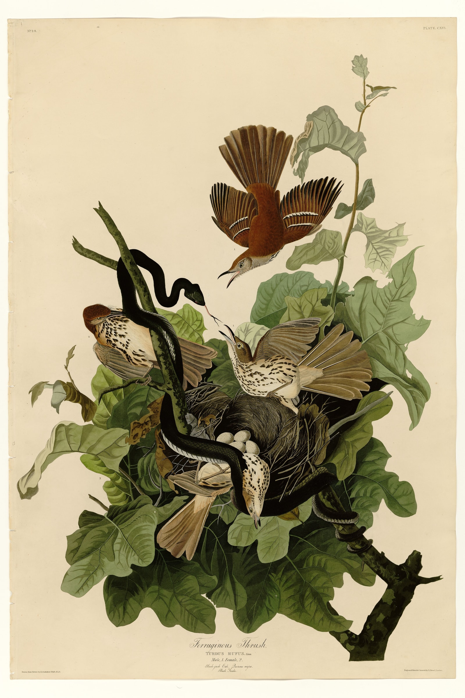 Brown Thrasher
