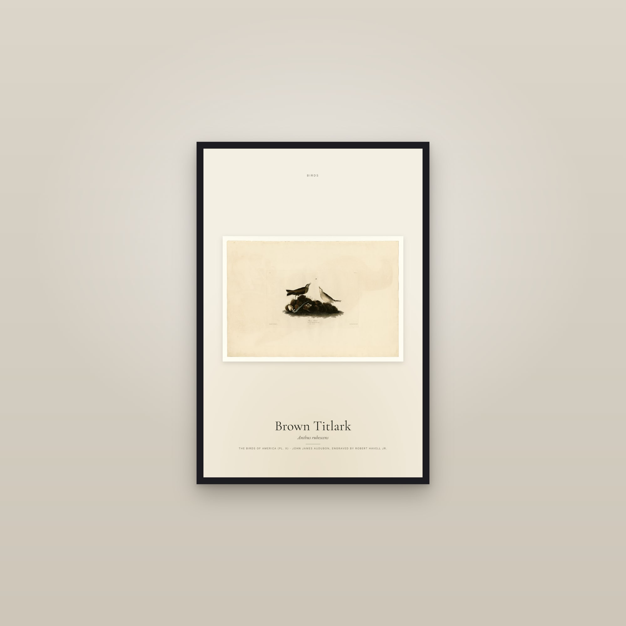 Brown Titlark — framed in a gallery setting