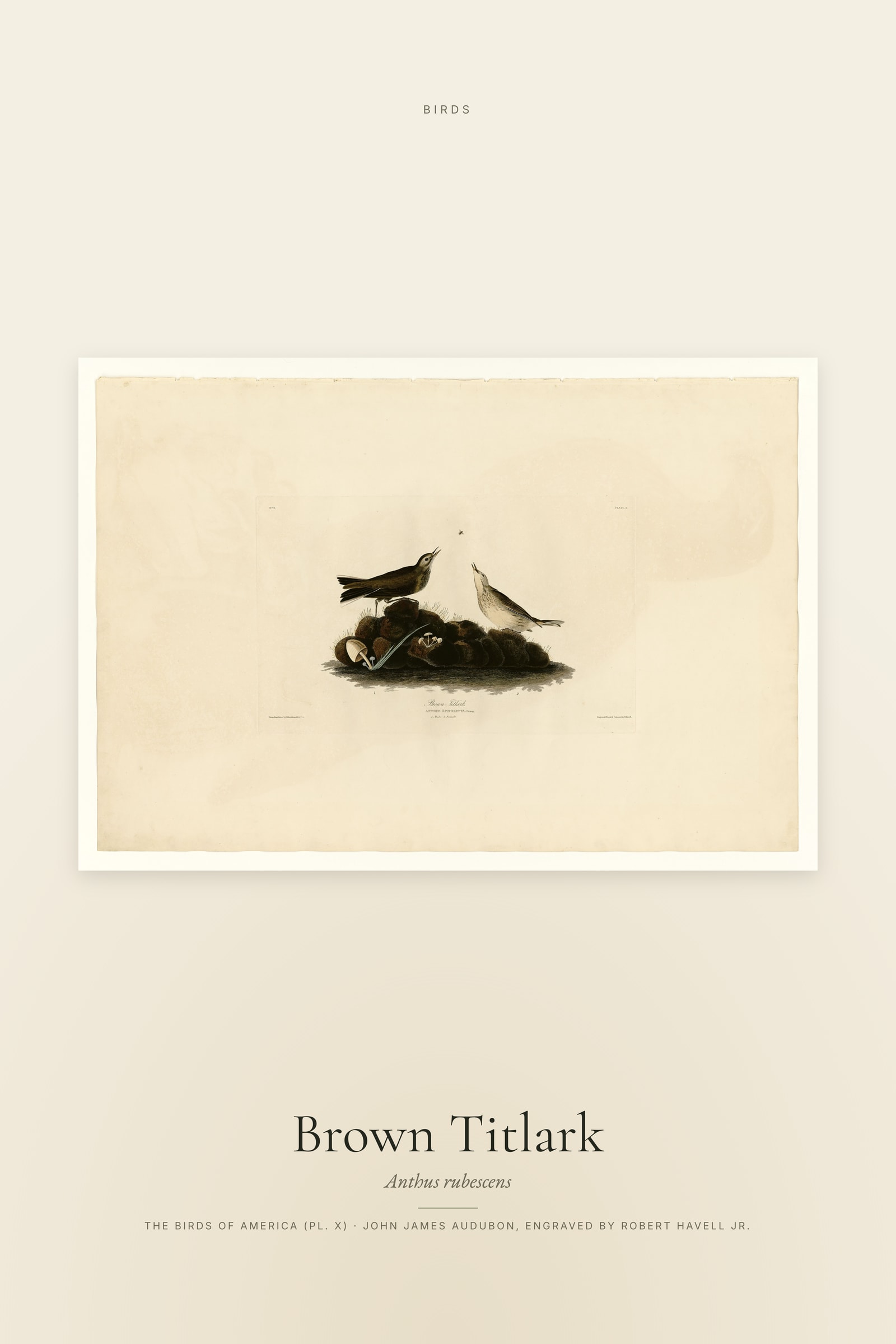 Brown Titlark