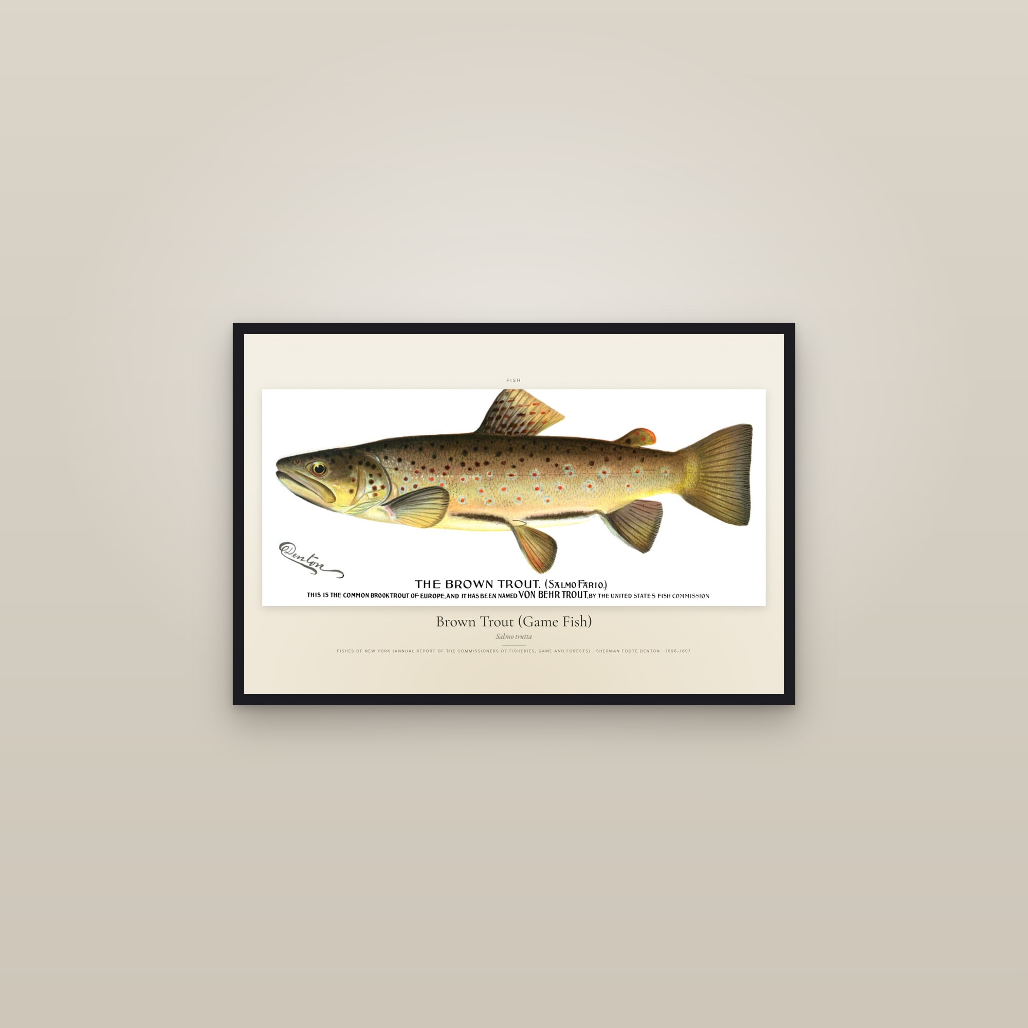 Brown Trout (Game Fish) — framed in a gallery setting