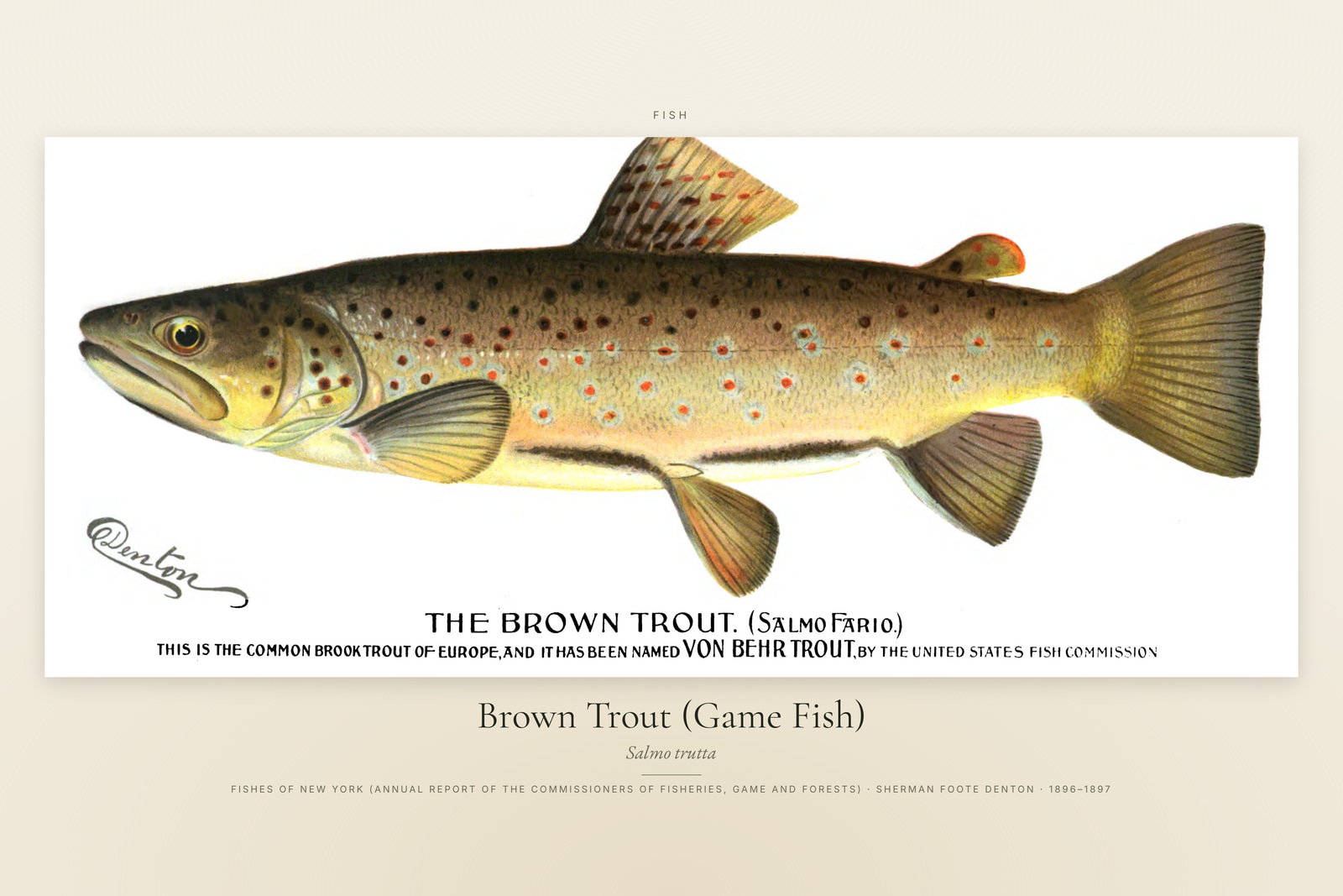Brown Trout (Game Fish)