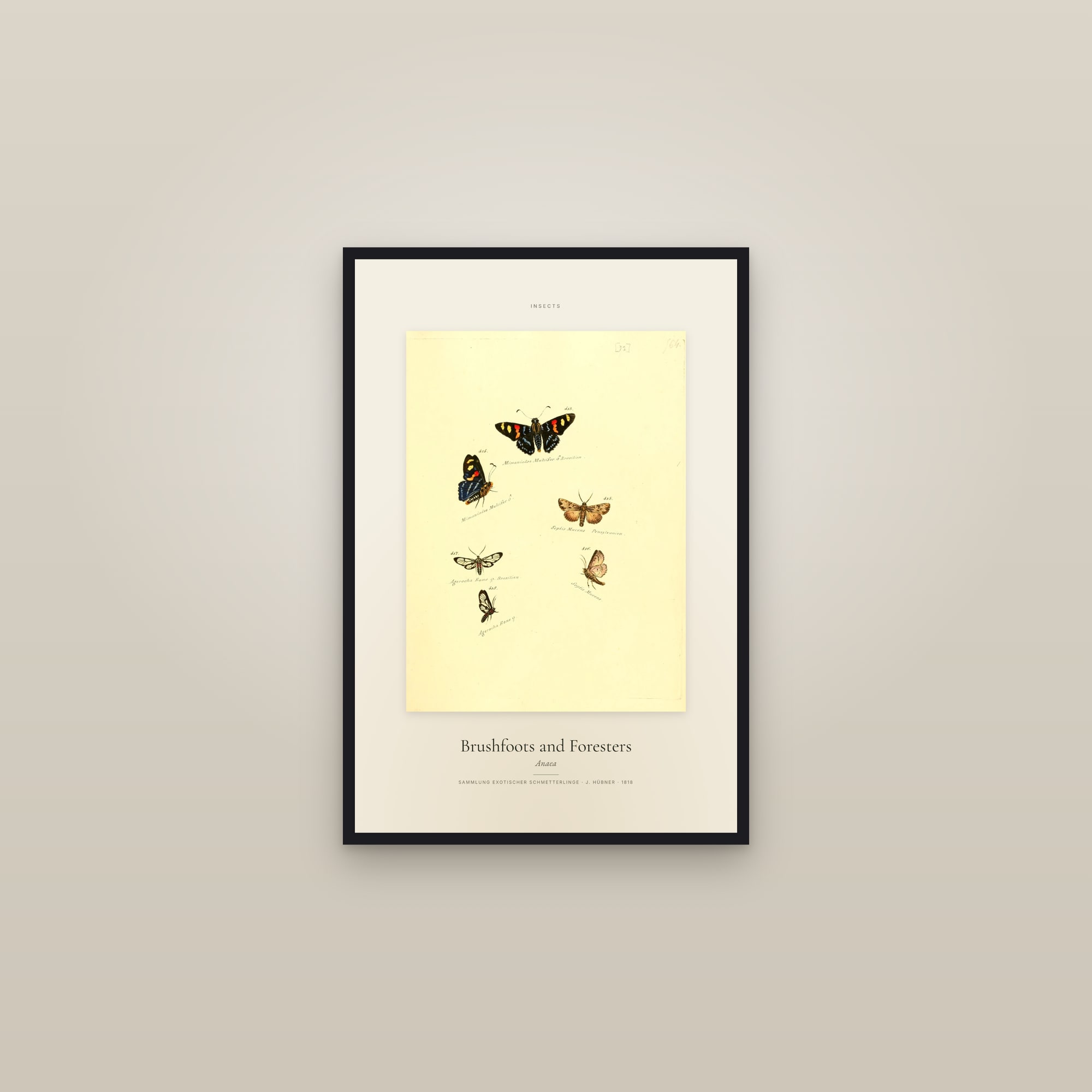 Brushfoots and Foresters — Specimen — framed in a gallery setting