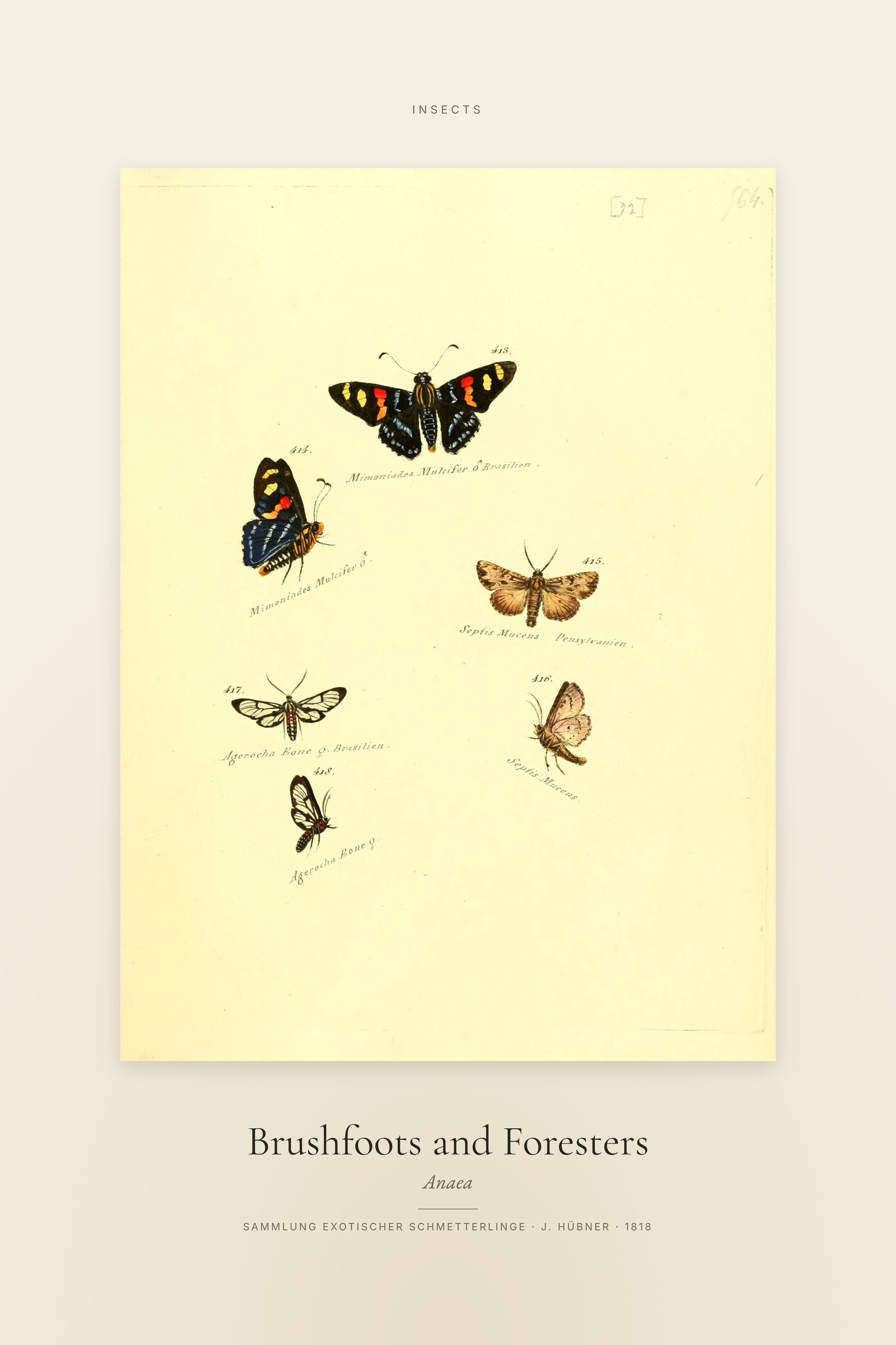 Brushfoots and Foresters — Specimen