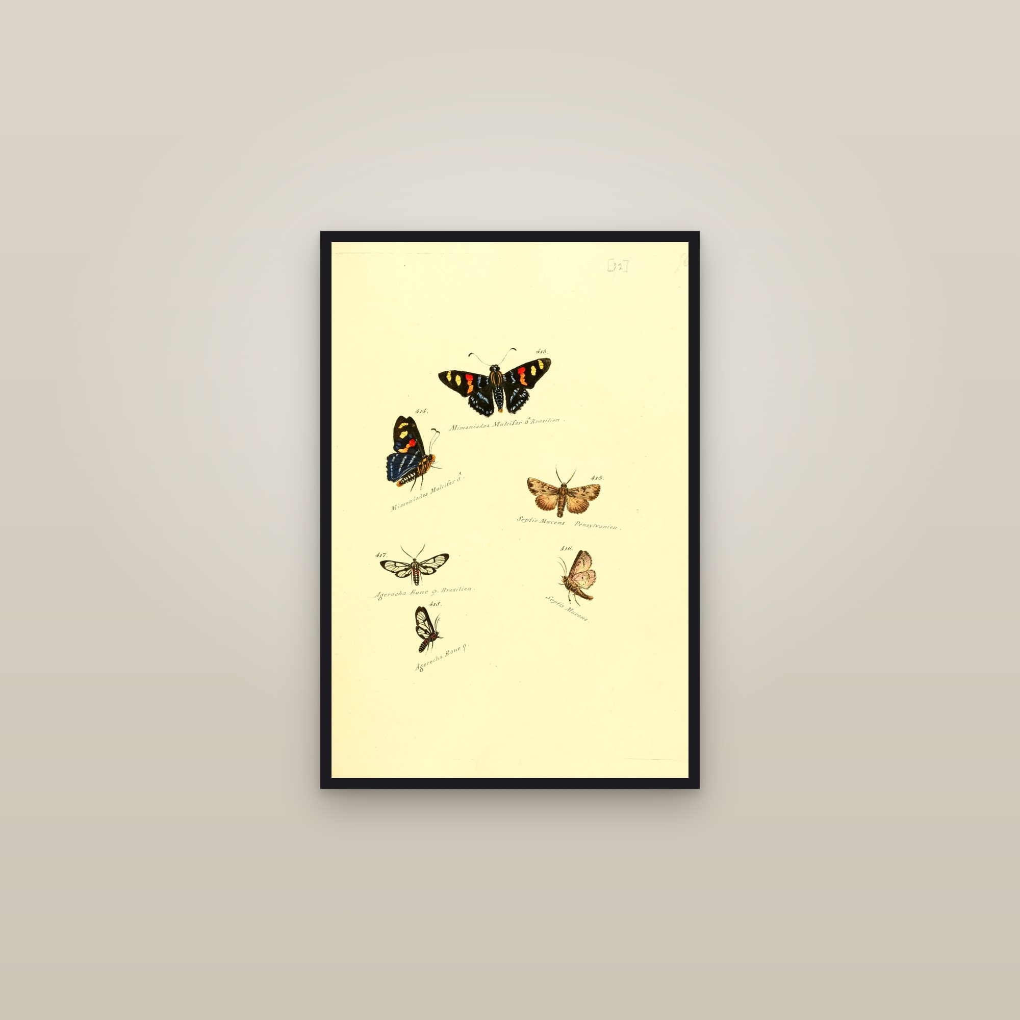 Brushfoots and Foresters — framed in a gallery setting
