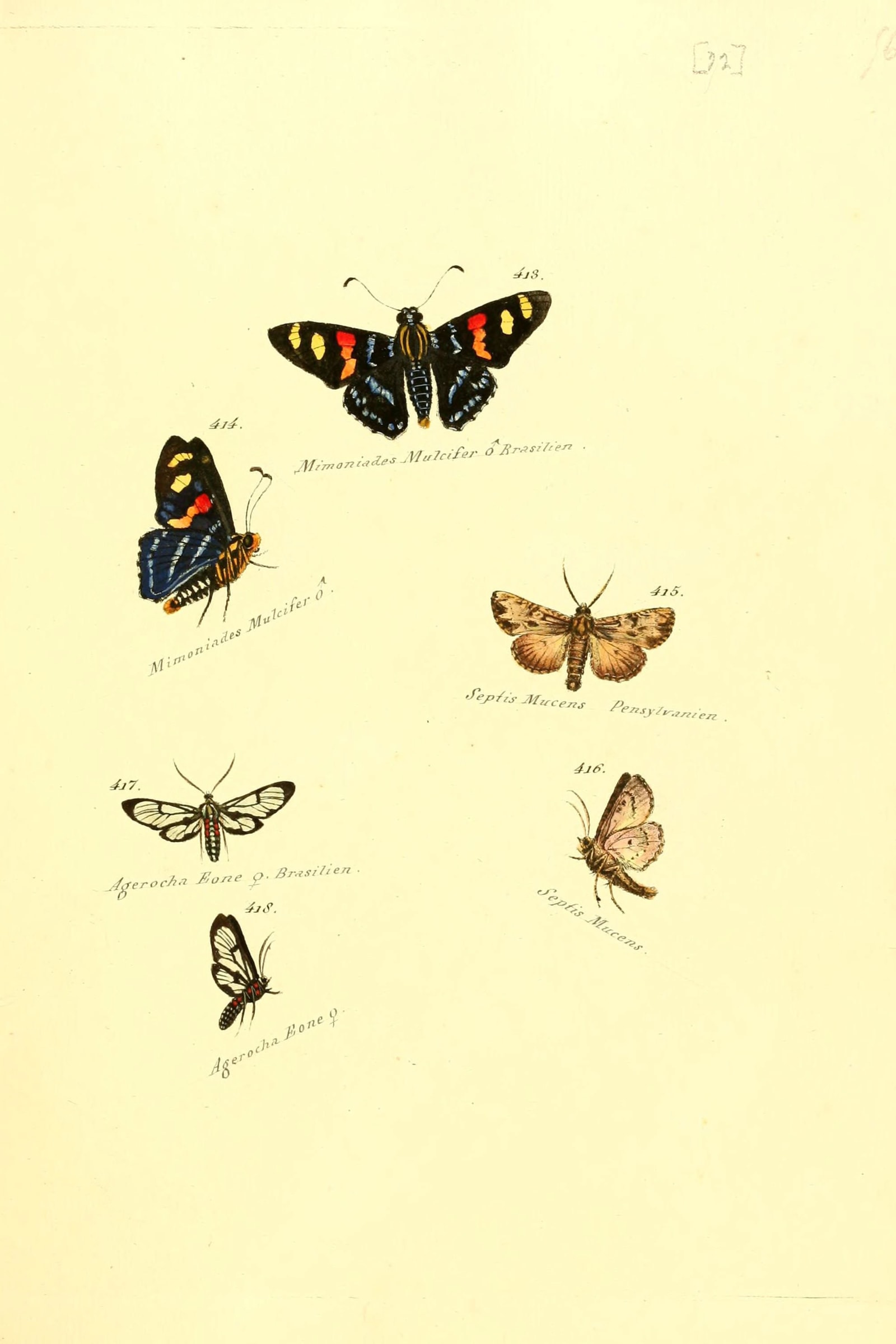 Brushfoots and Foresters