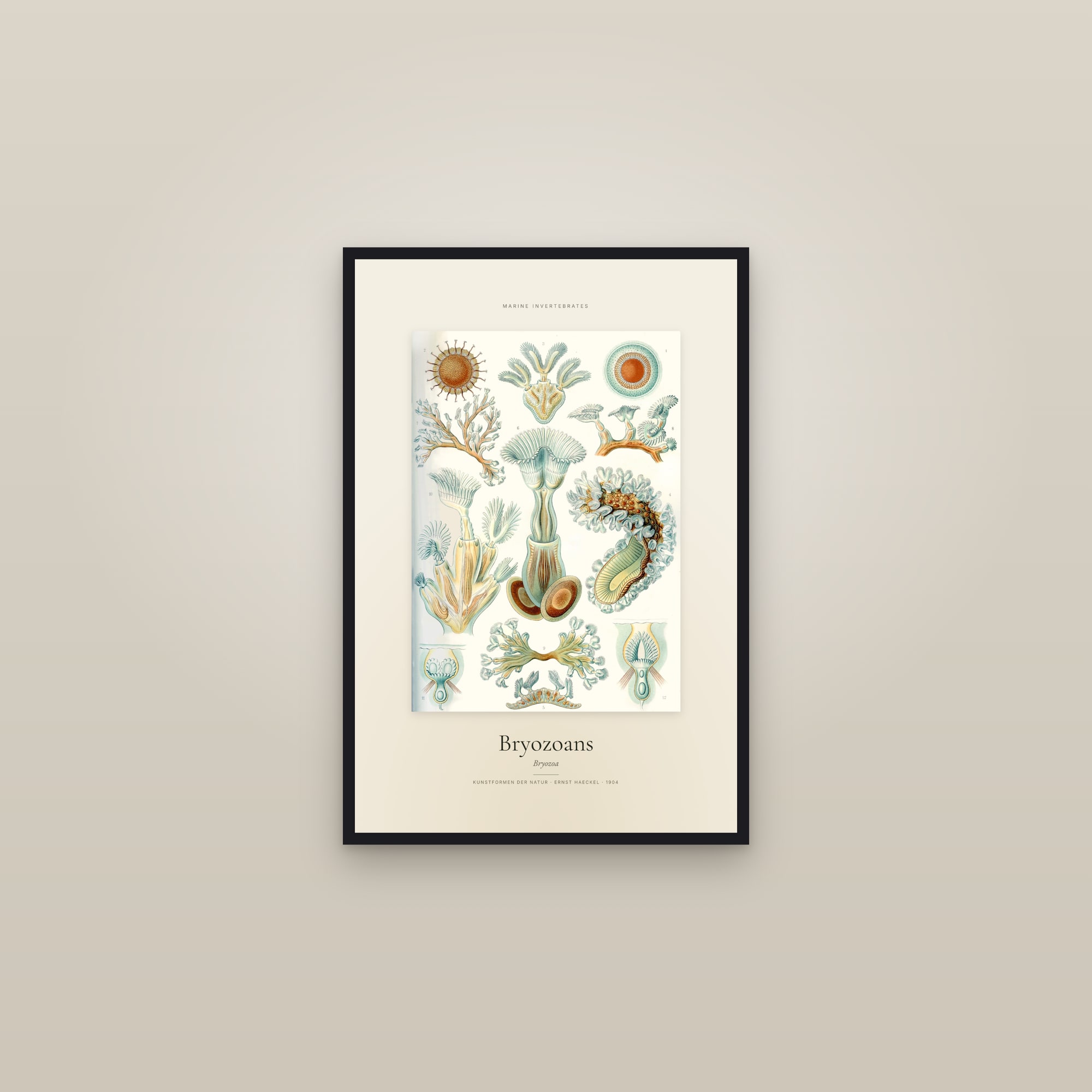 Bryozoans — Specimen — framed in a gallery setting