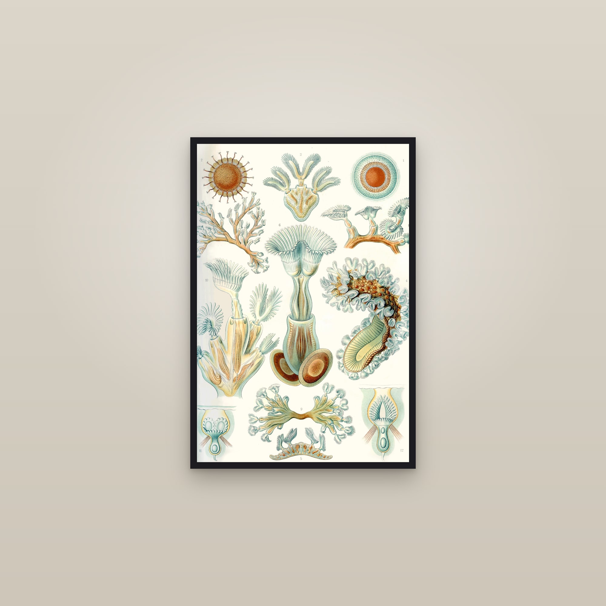 Bryozoans — framed in a gallery setting