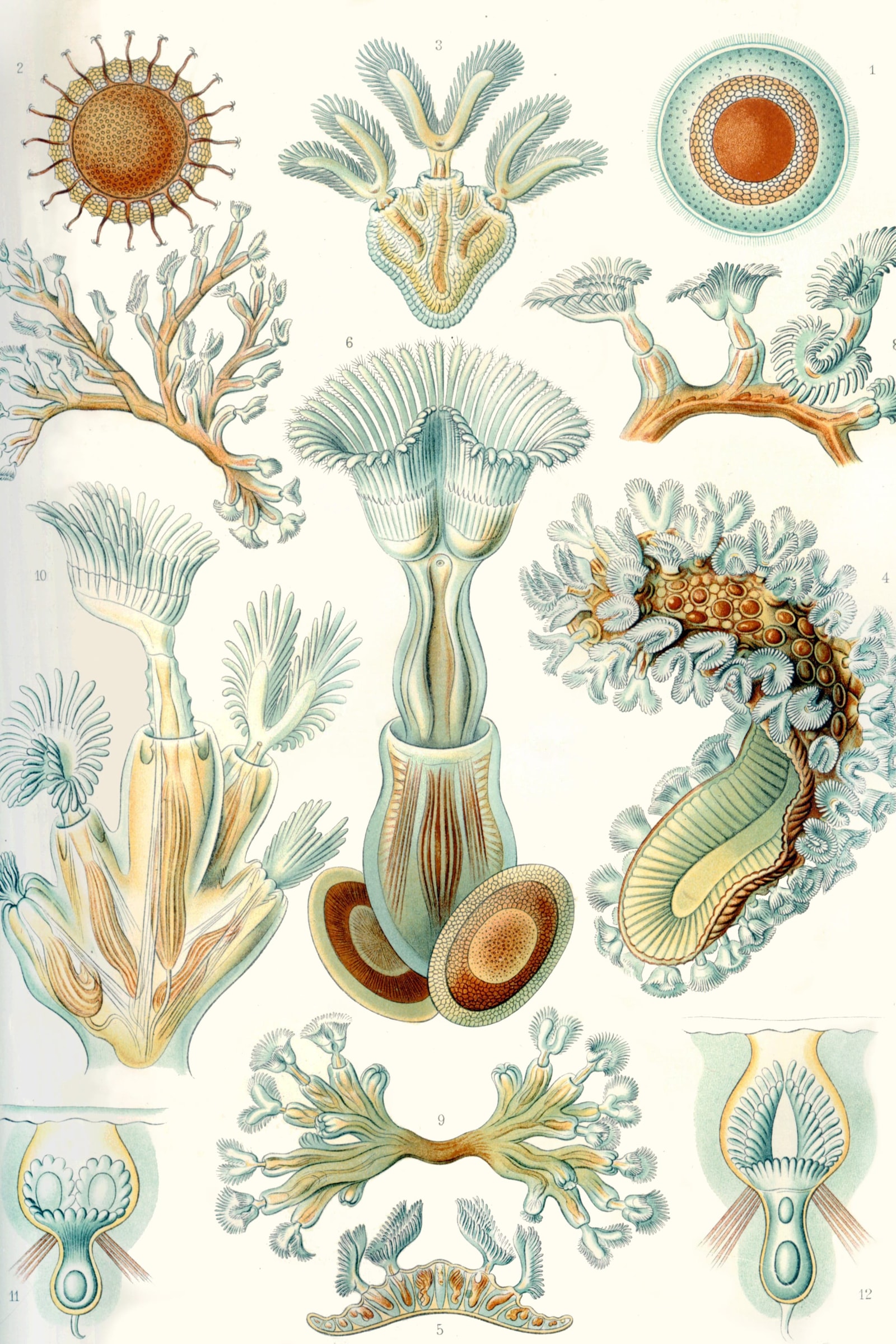 Bryozoans