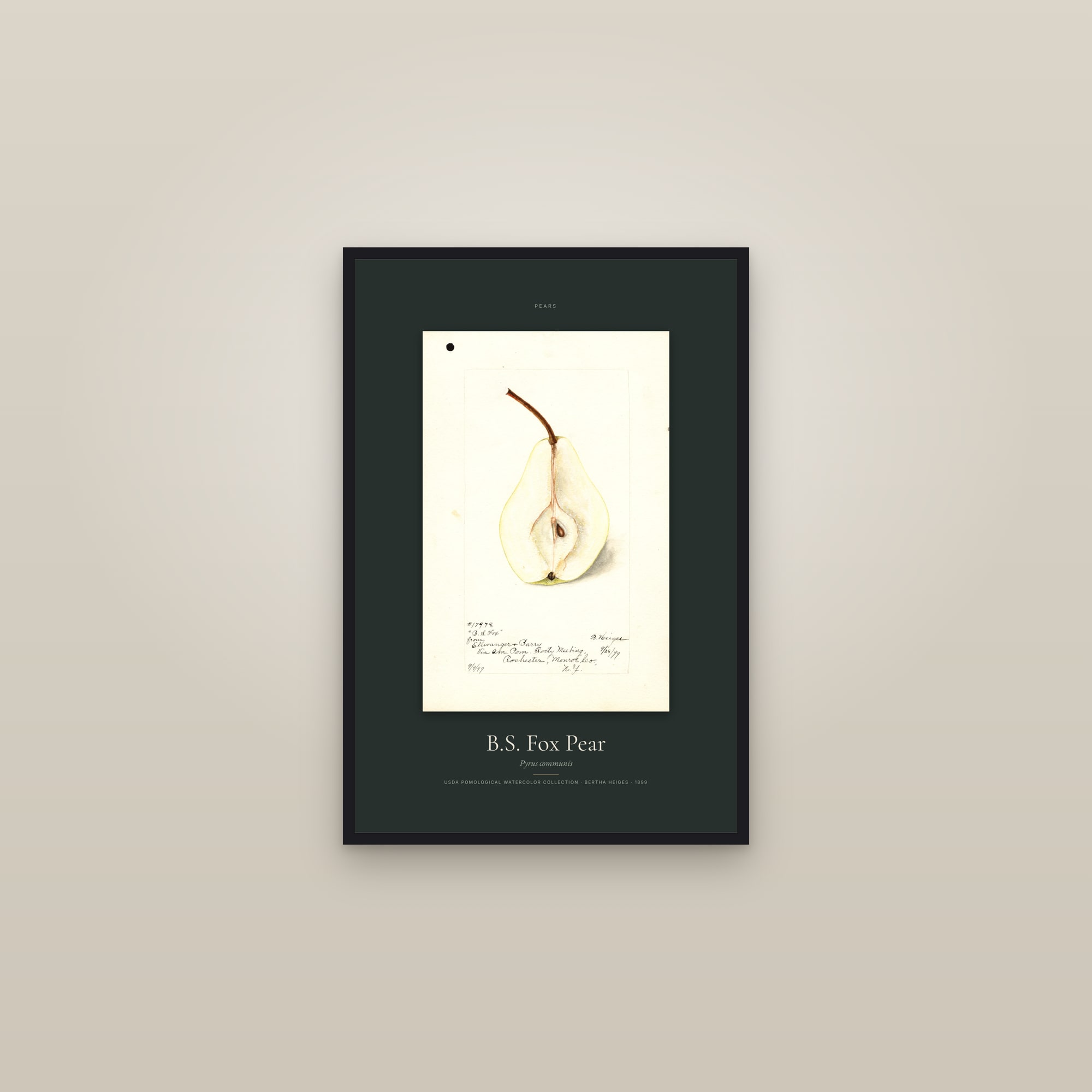 B.S. Fox Pear — Specimen — framed in a gallery setting