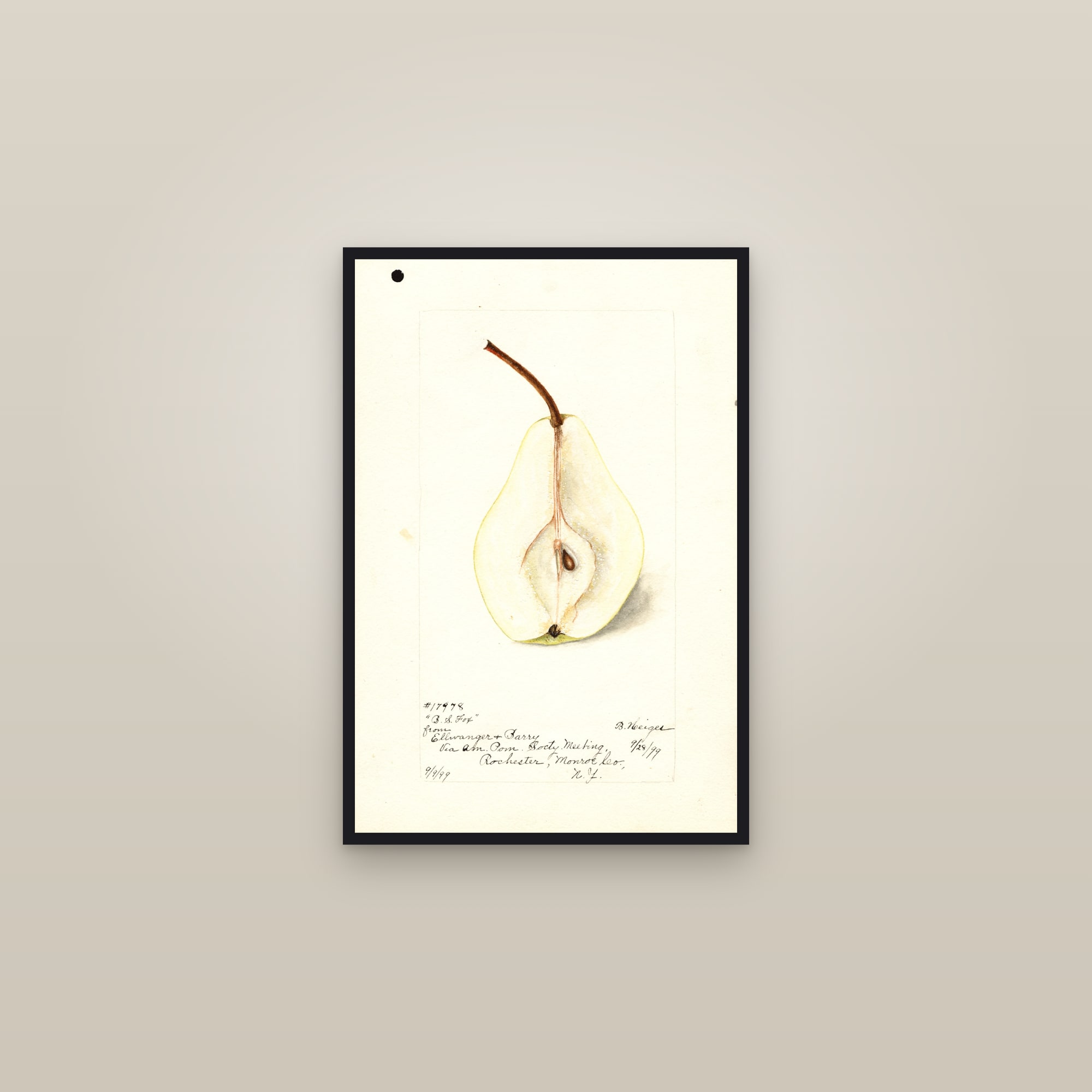 B.S. Fox Pear — framed in a gallery setting