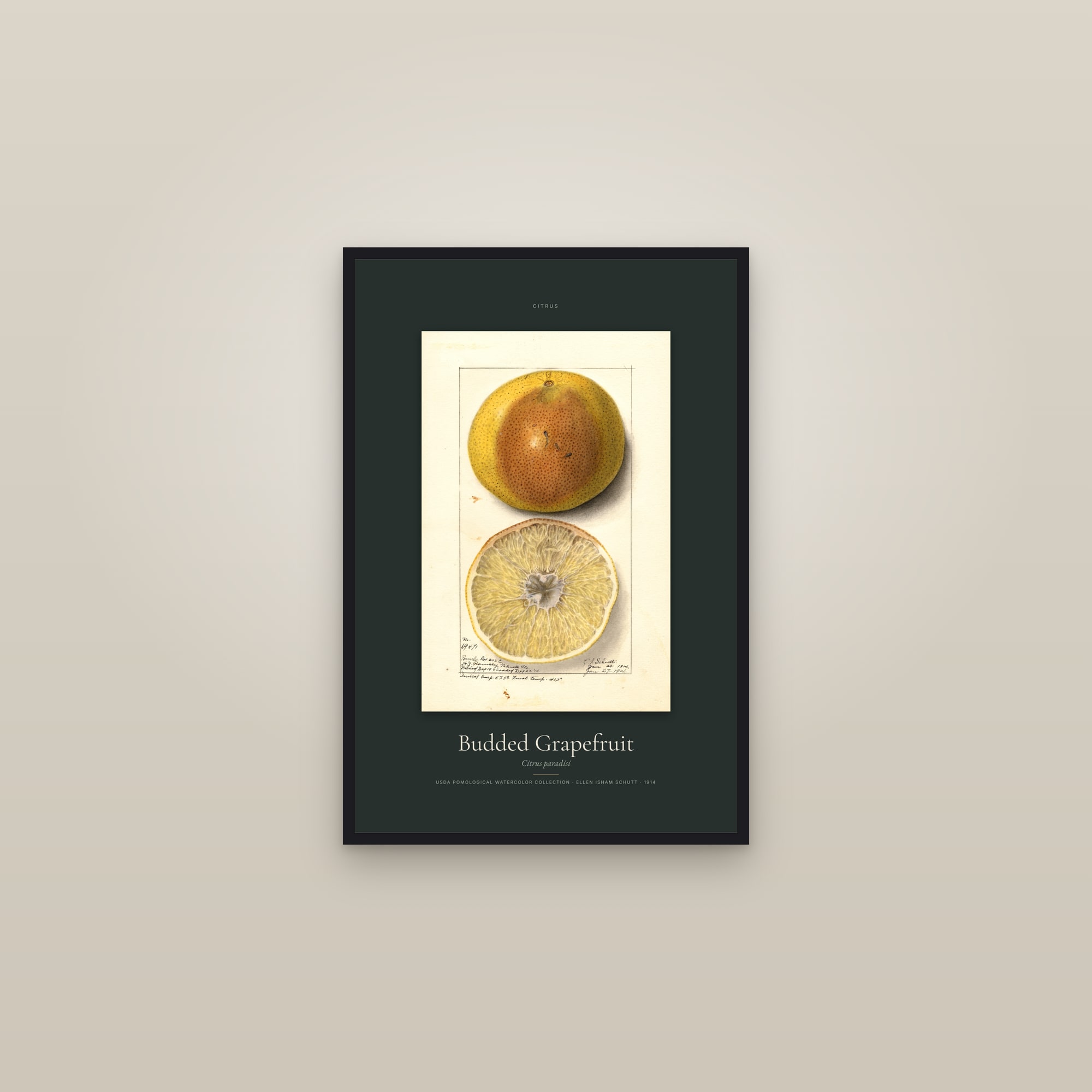 Budded Grapefruit — Specimen — framed in a gallery setting