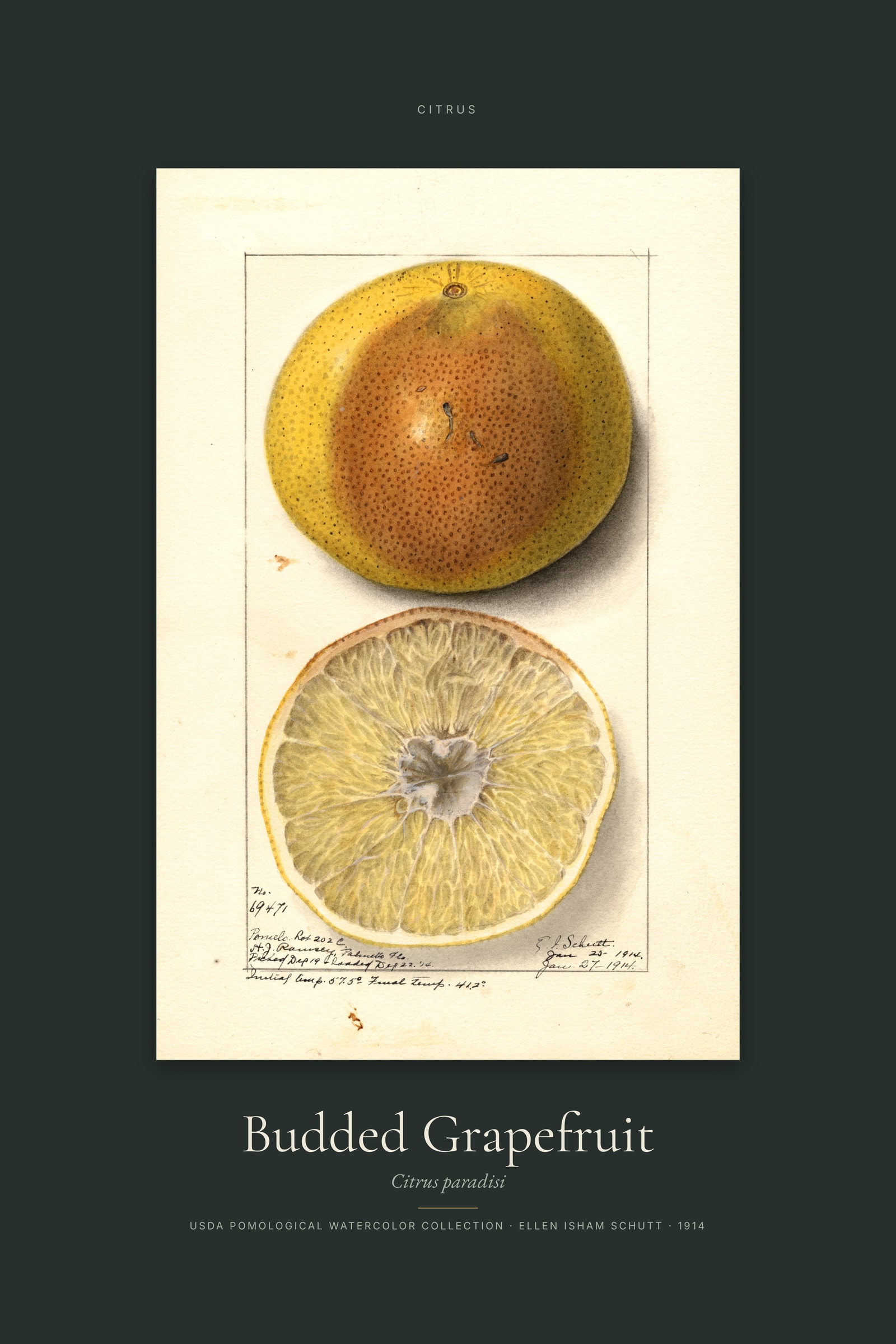 Budded Grapefruit — Specimen