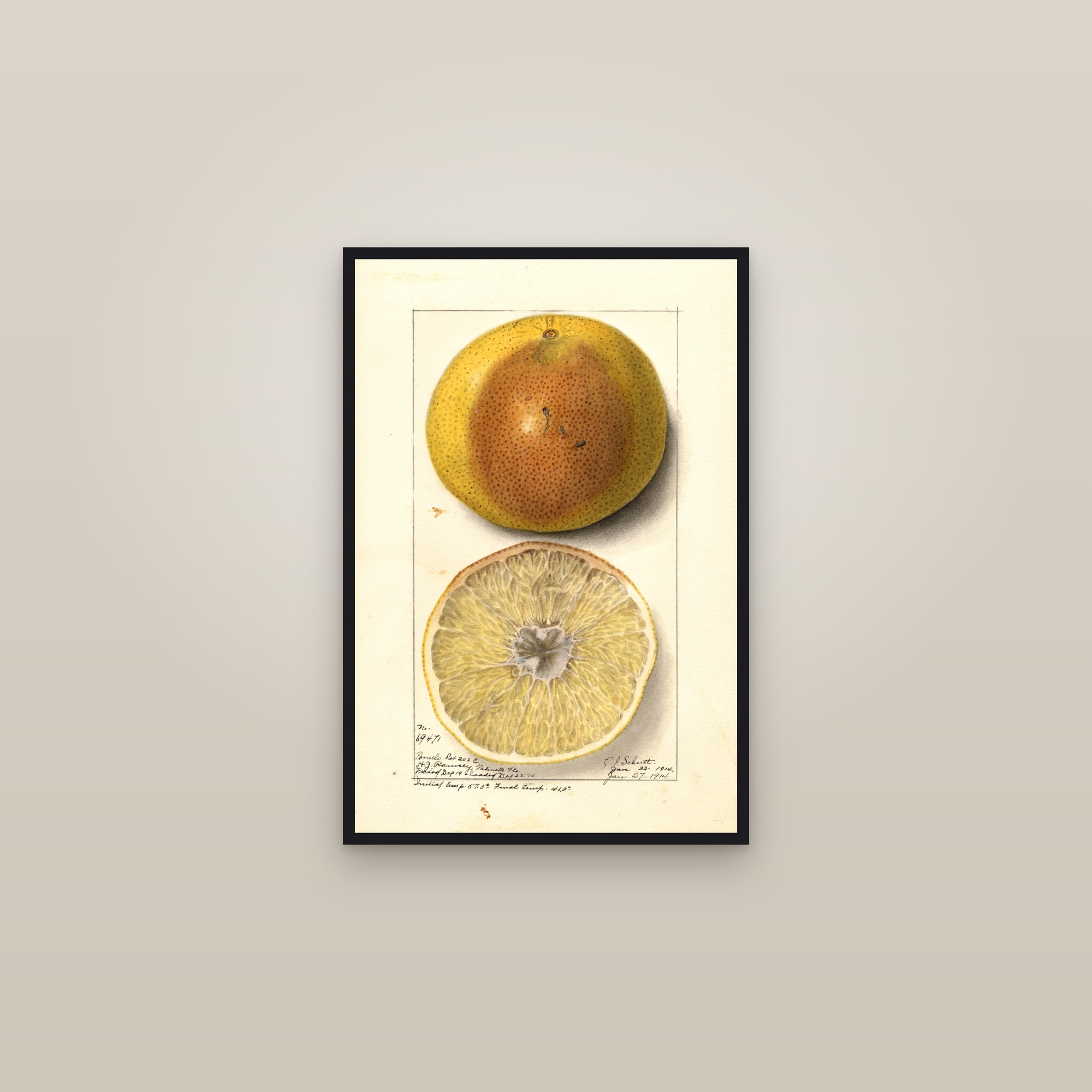 Budded Grapefruit — framed in a gallery setting