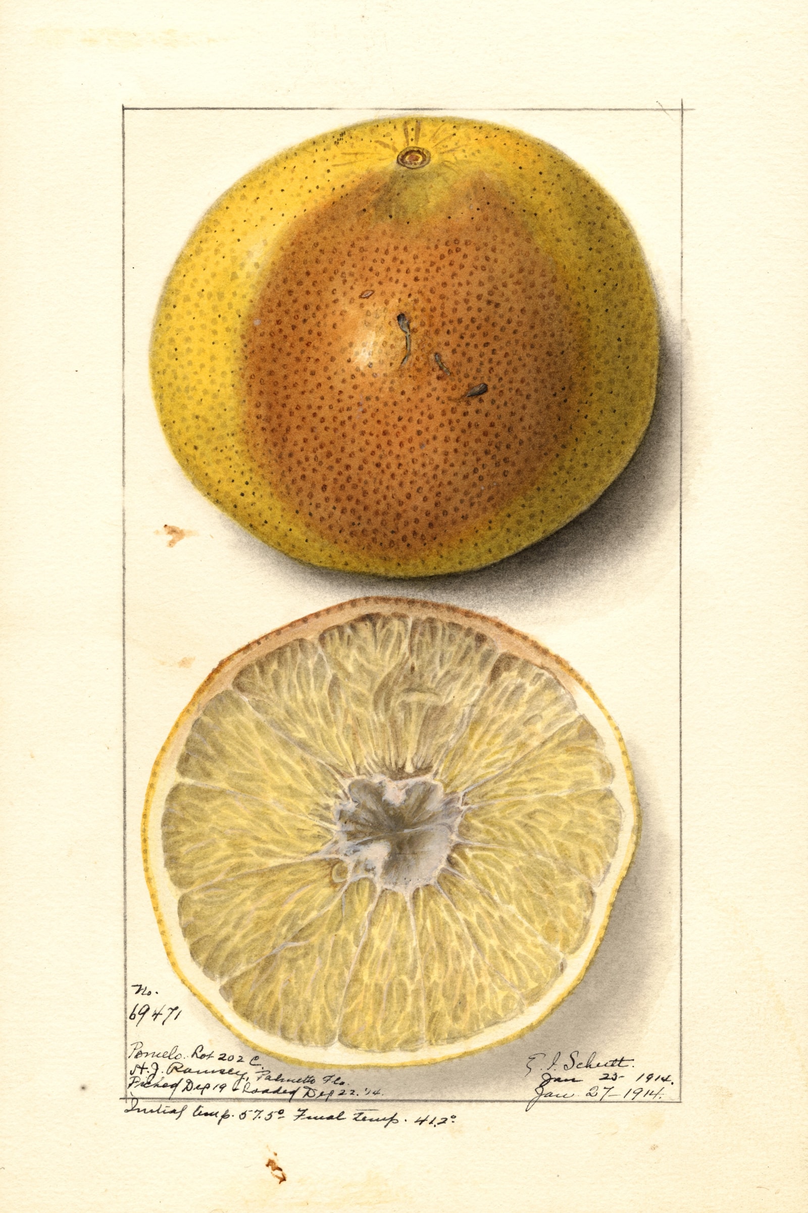 Budded Grapefruit