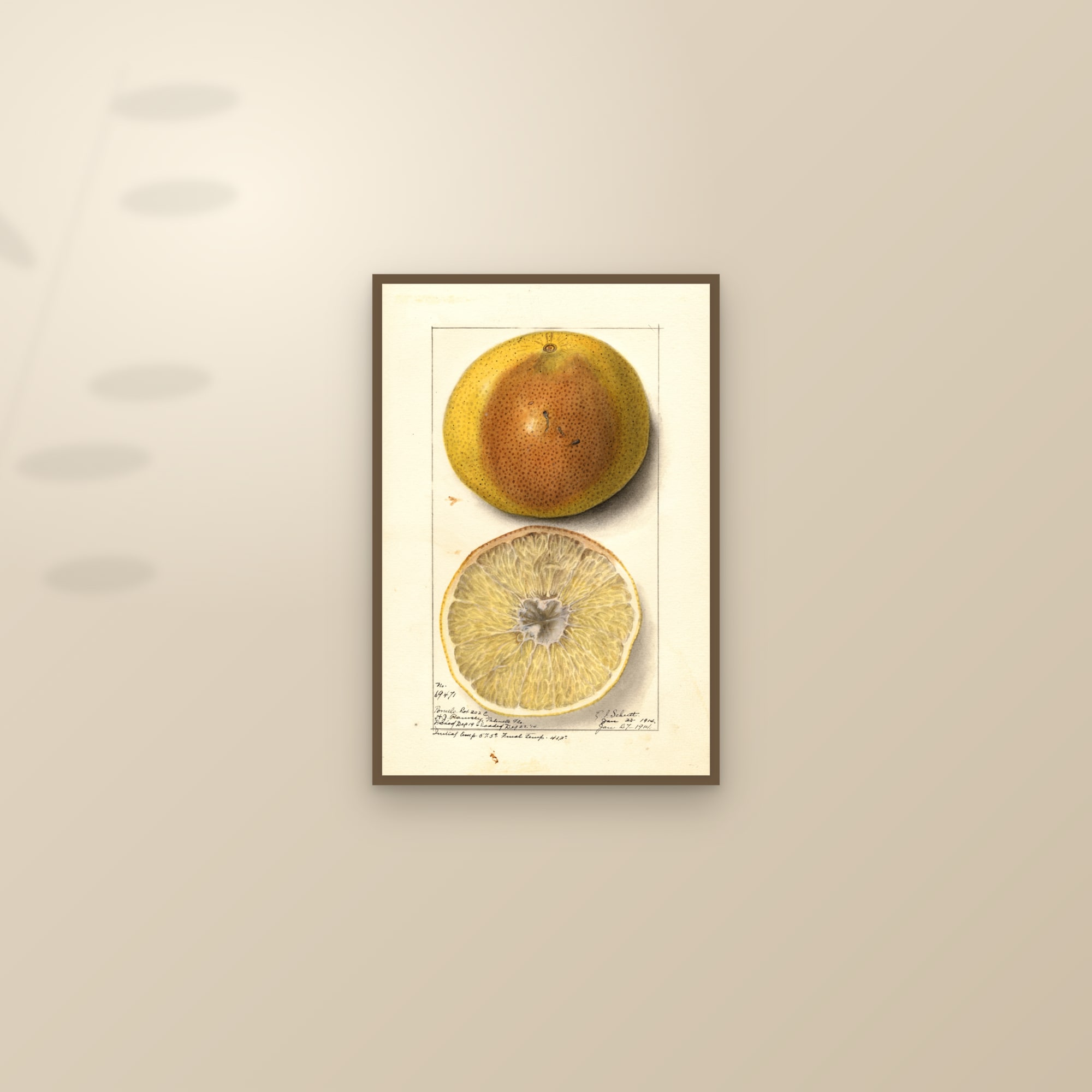 Budded Grapefruit — framed and styled on a sunlit wall