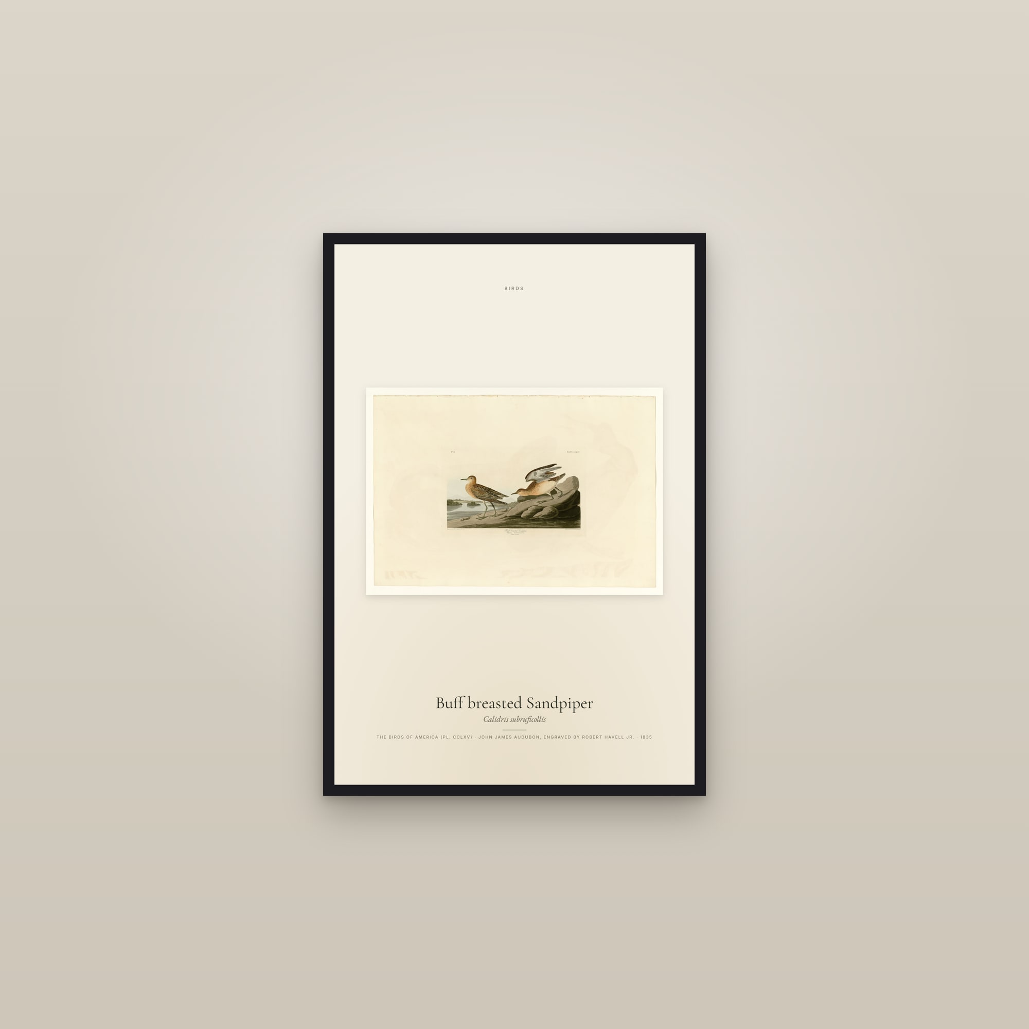 Buff breasted Sandpiper — framed in a gallery setting