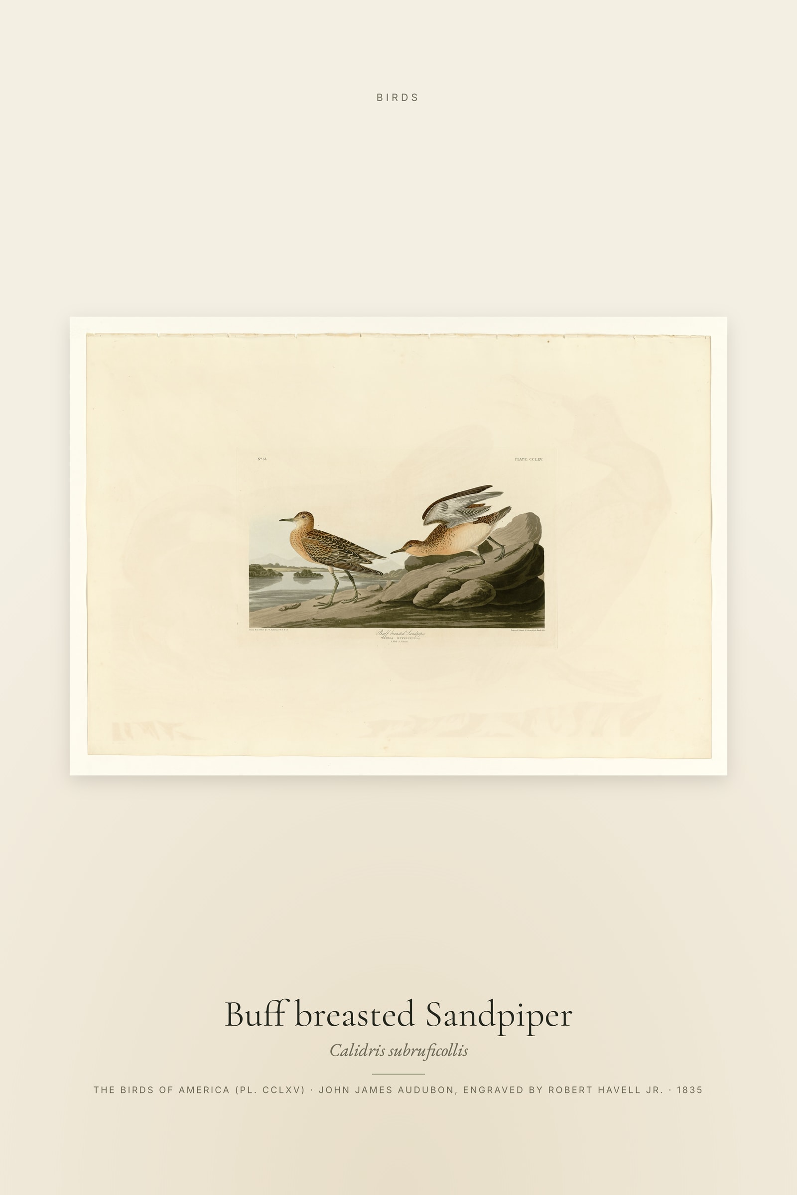 Buff breasted Sandpiper