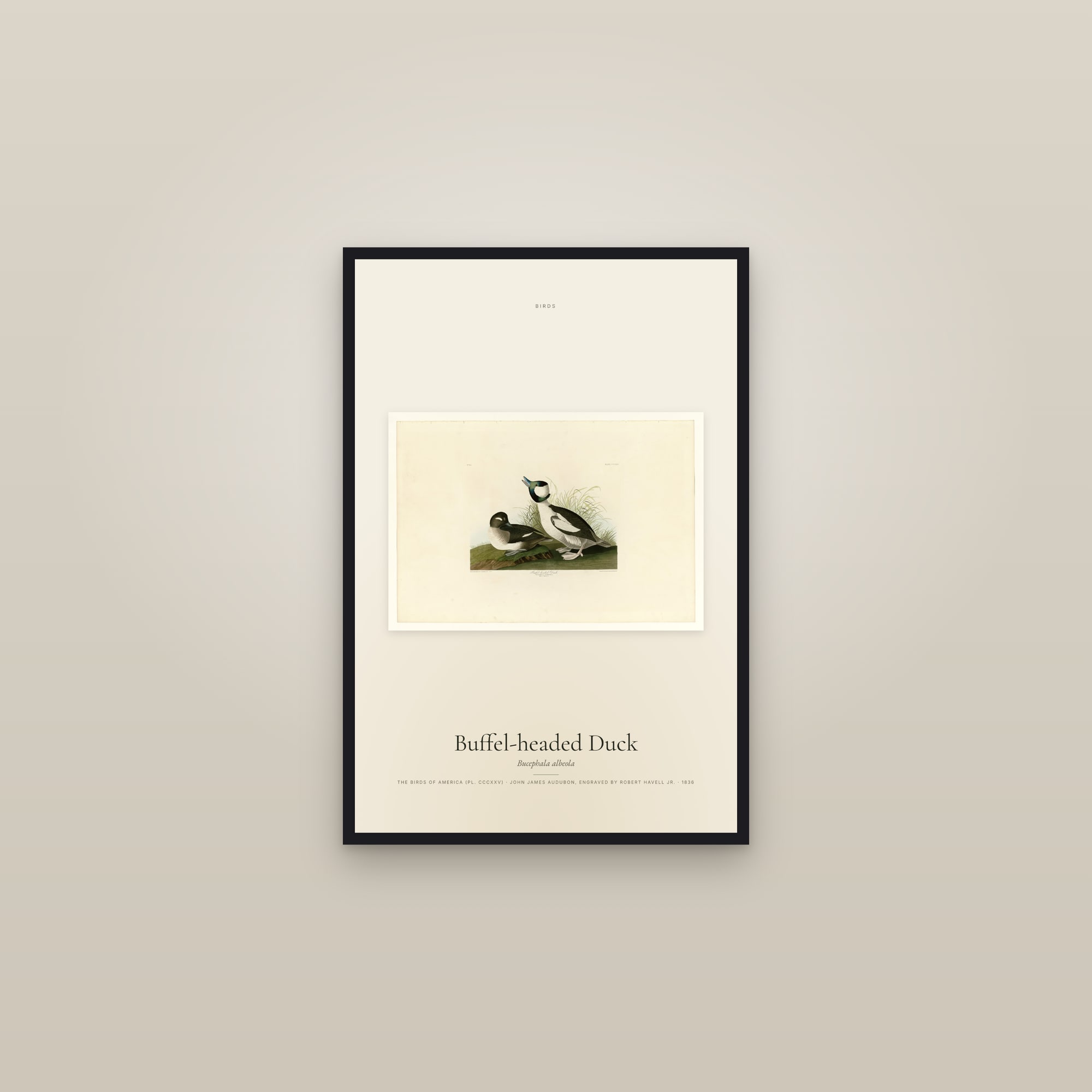 Buffel-headed Duck — framed in a gallery setting