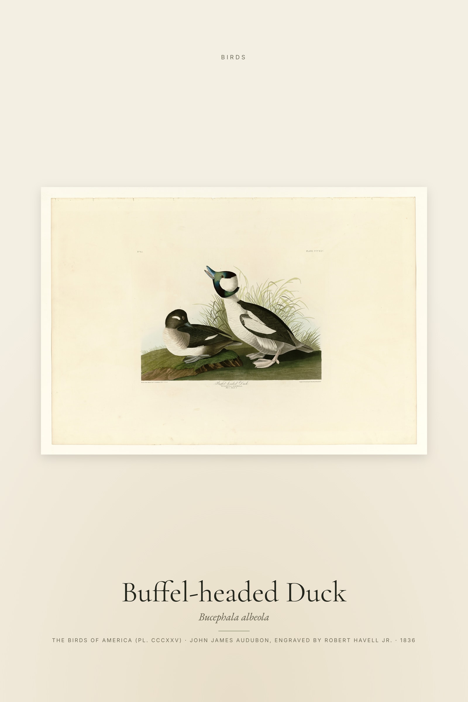 Buffel-headed Duck