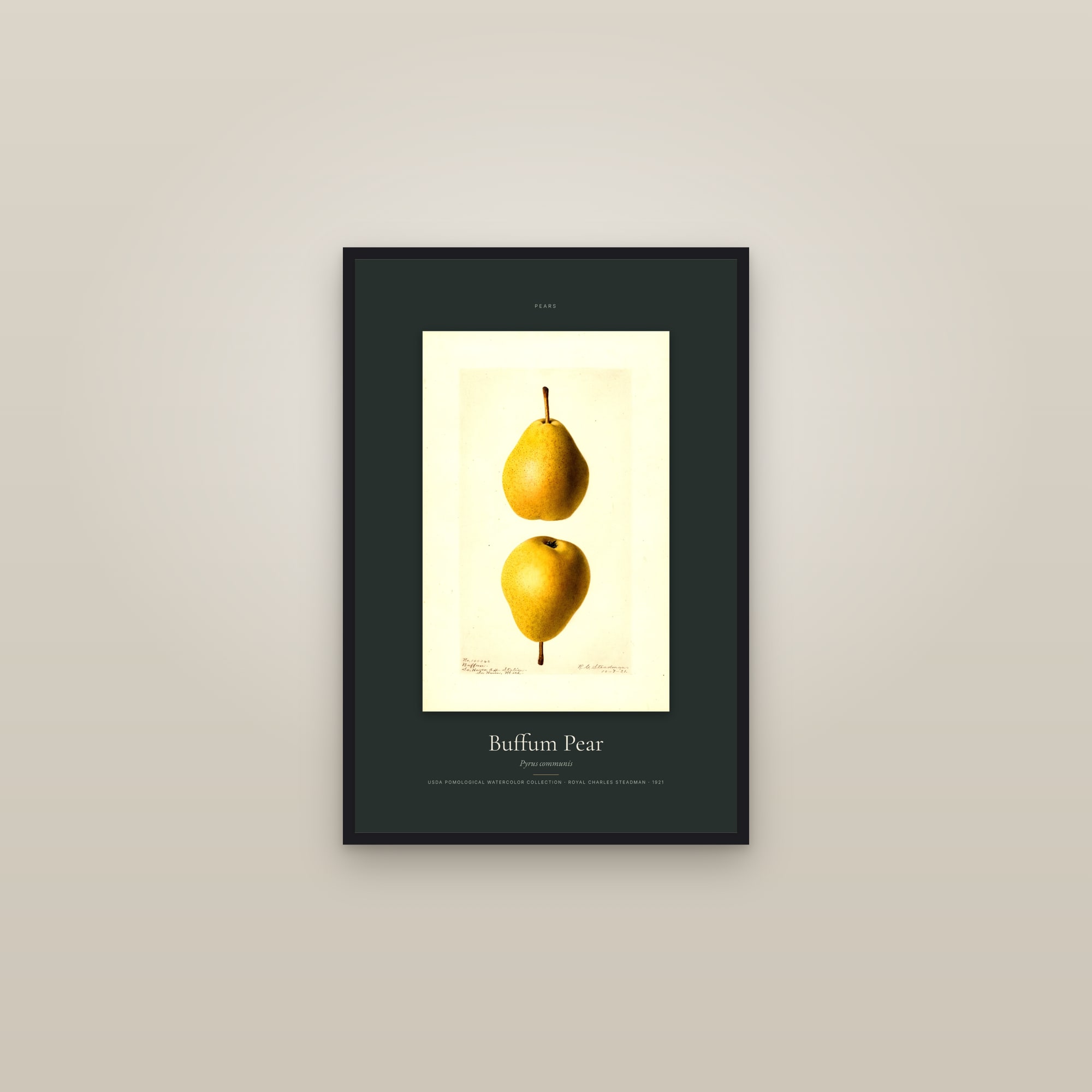 Buffum Pear — Specimen — framed in a gallery setting