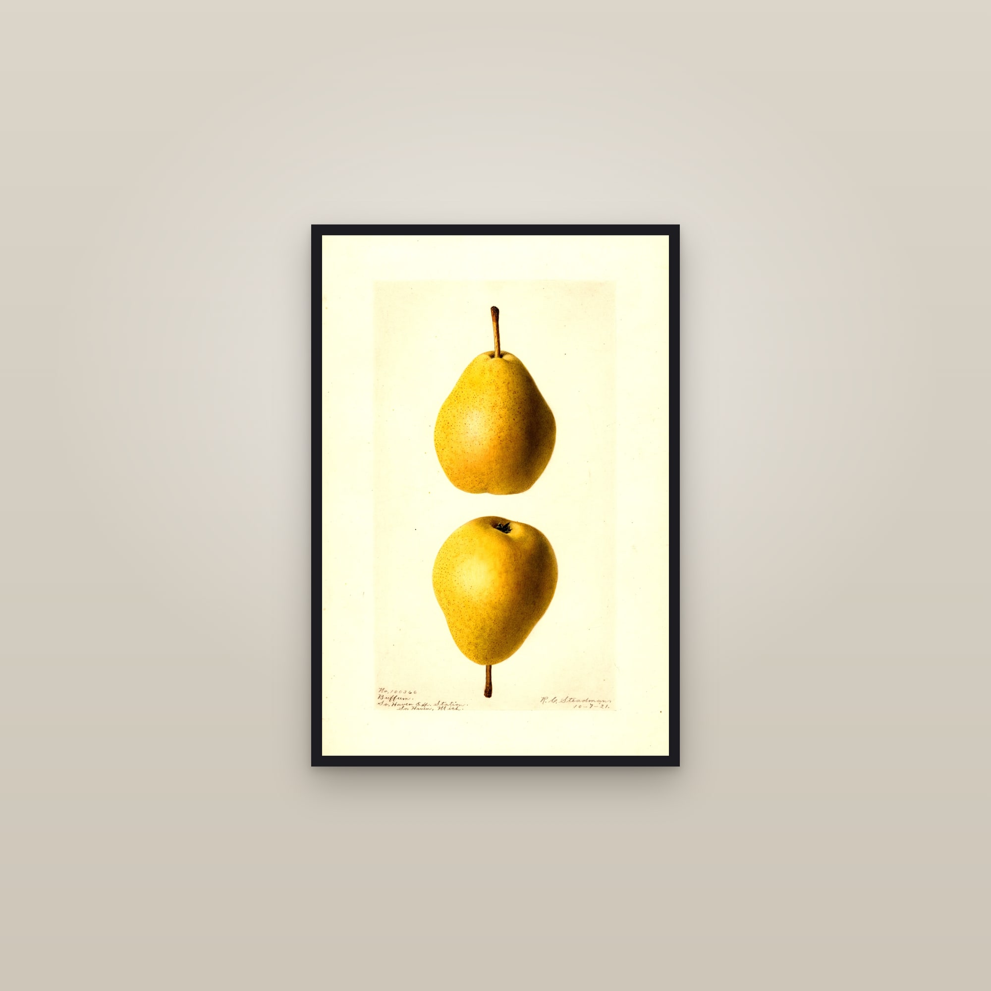 Buffum Pear — framed in a gallery setting