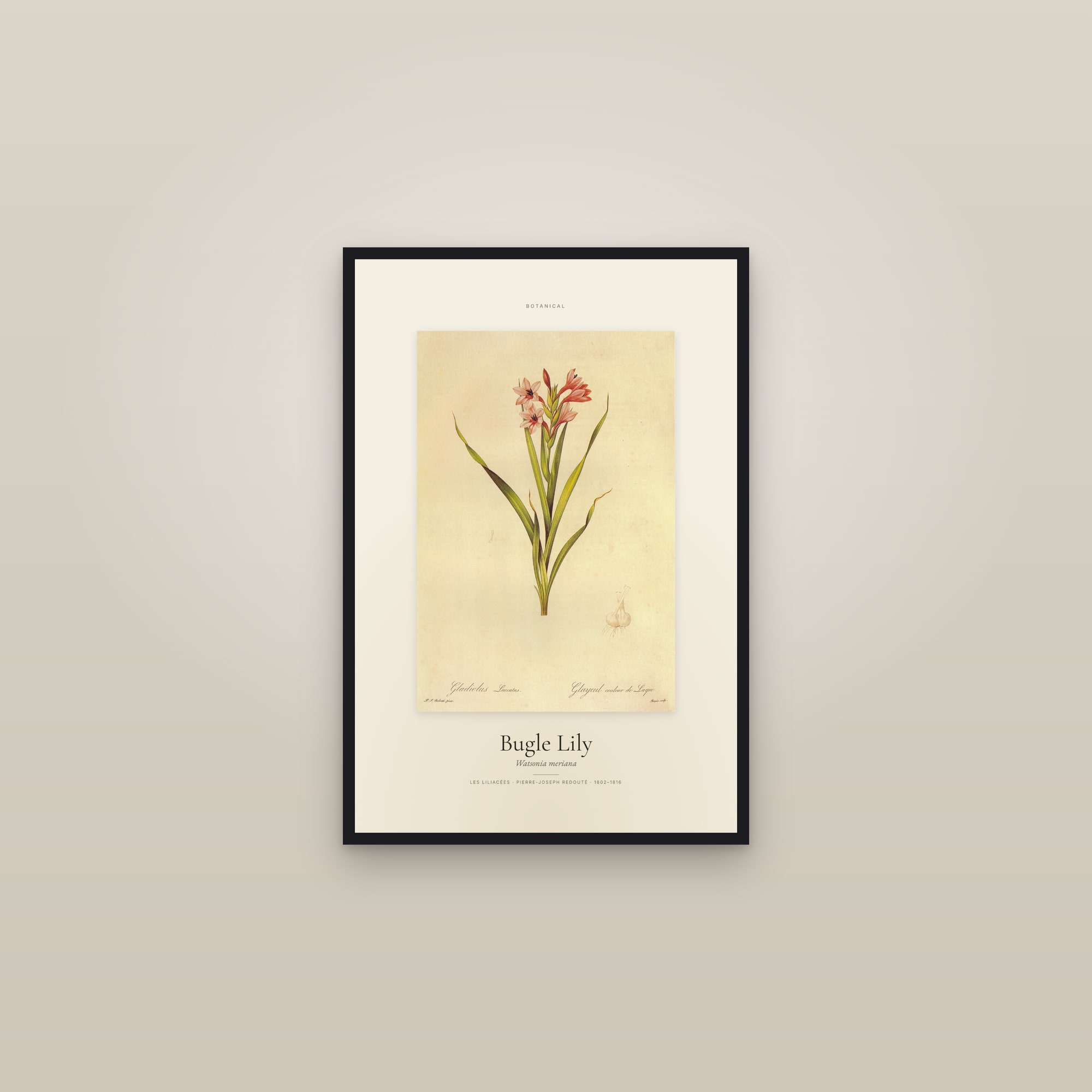Bugle Lily — Specimen — framed in a gallery setting