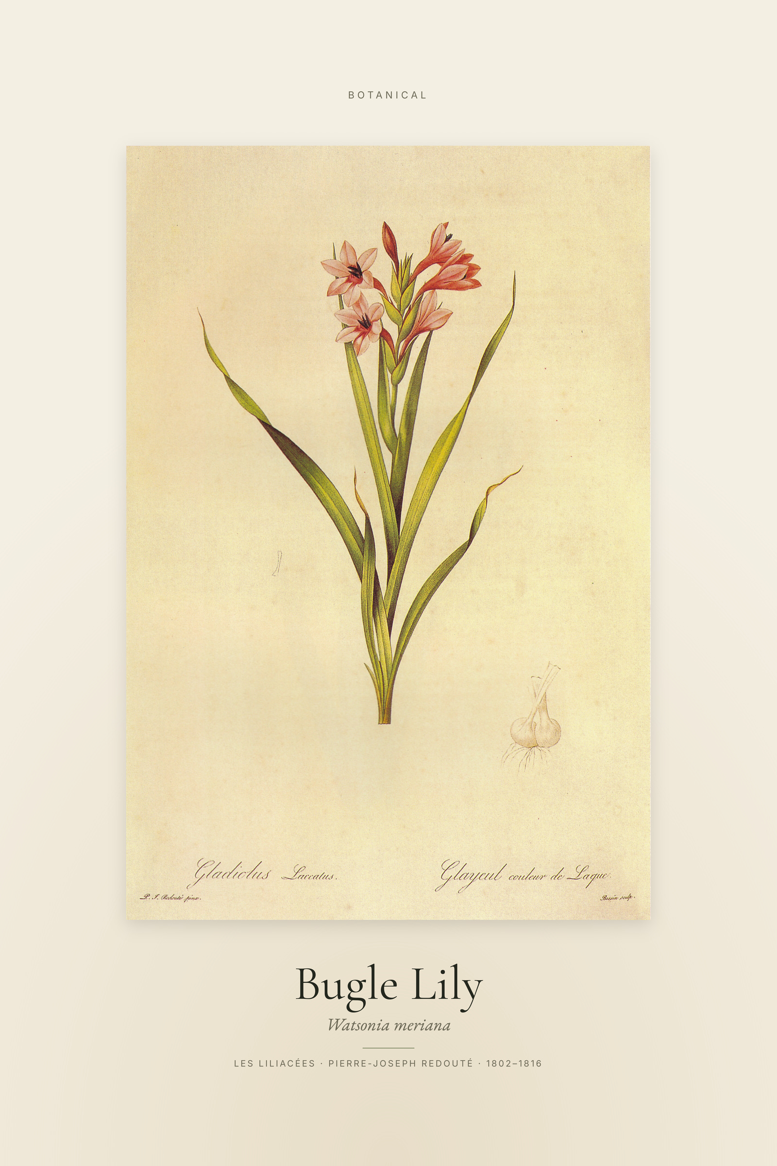 Bugle Lily — Specimen